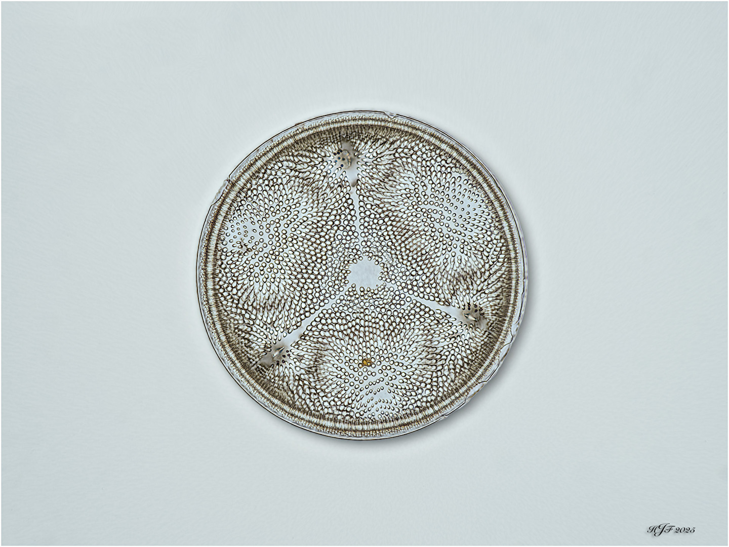 Kieselalge - Aulacodiscus