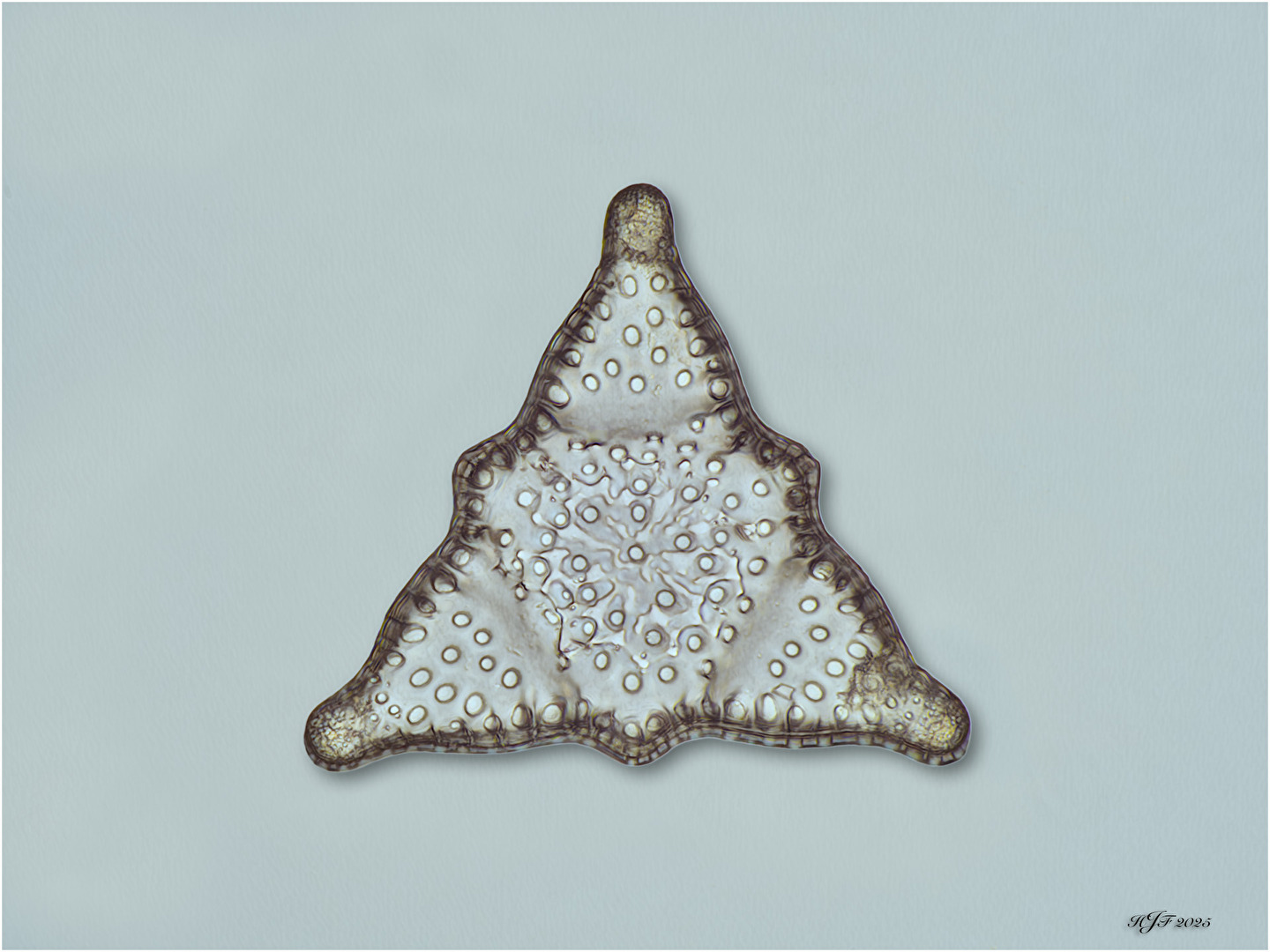 Kieselalge Triceratium duplicatum