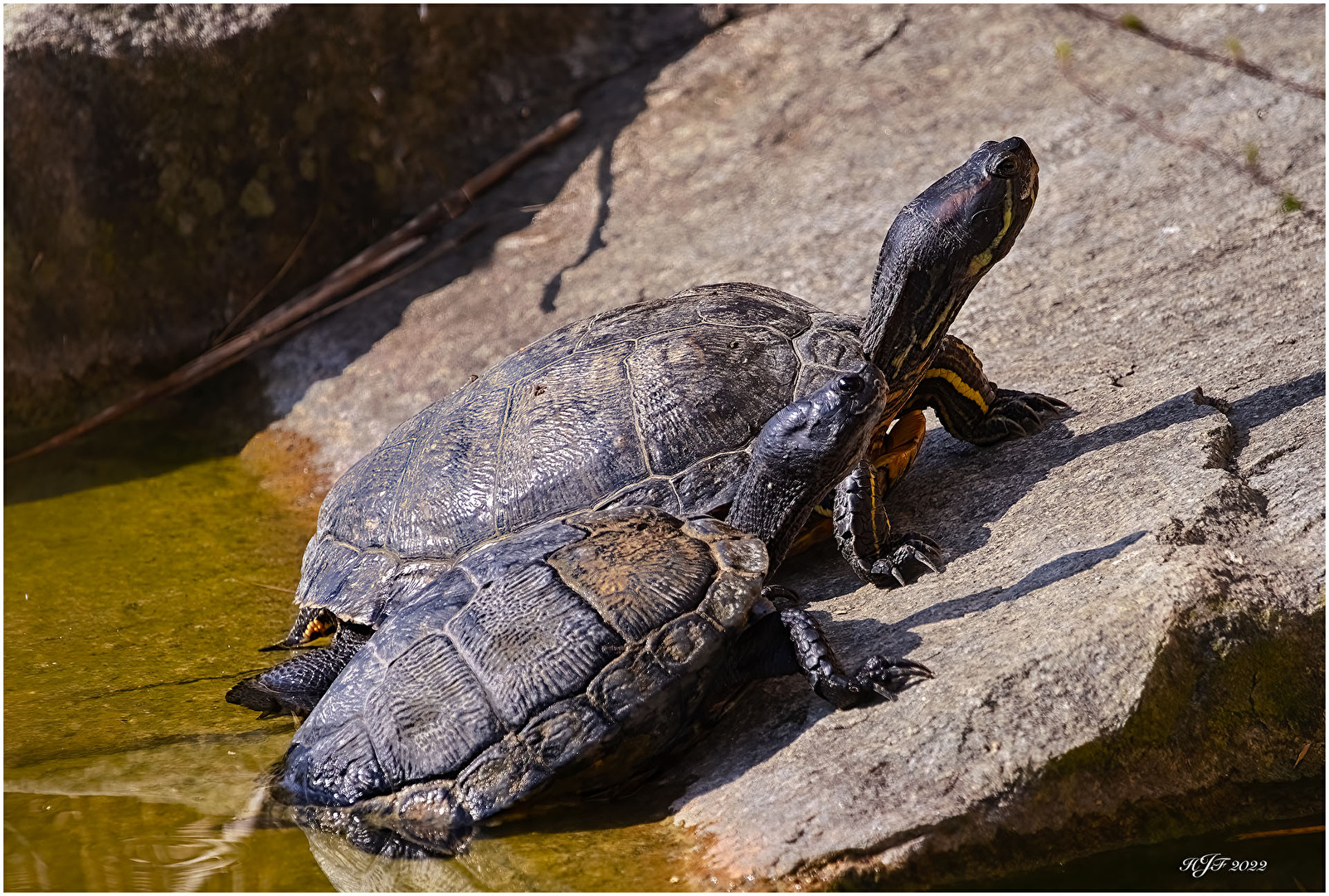 Rotwangen-Schmuckschildkröte