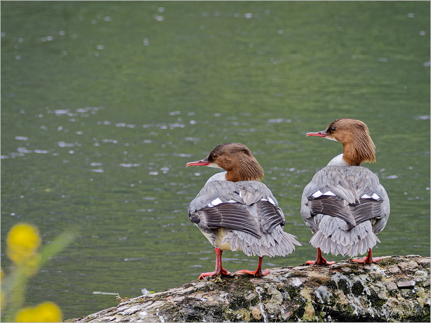 Die Fähre hat mal wieder Verspätung.
