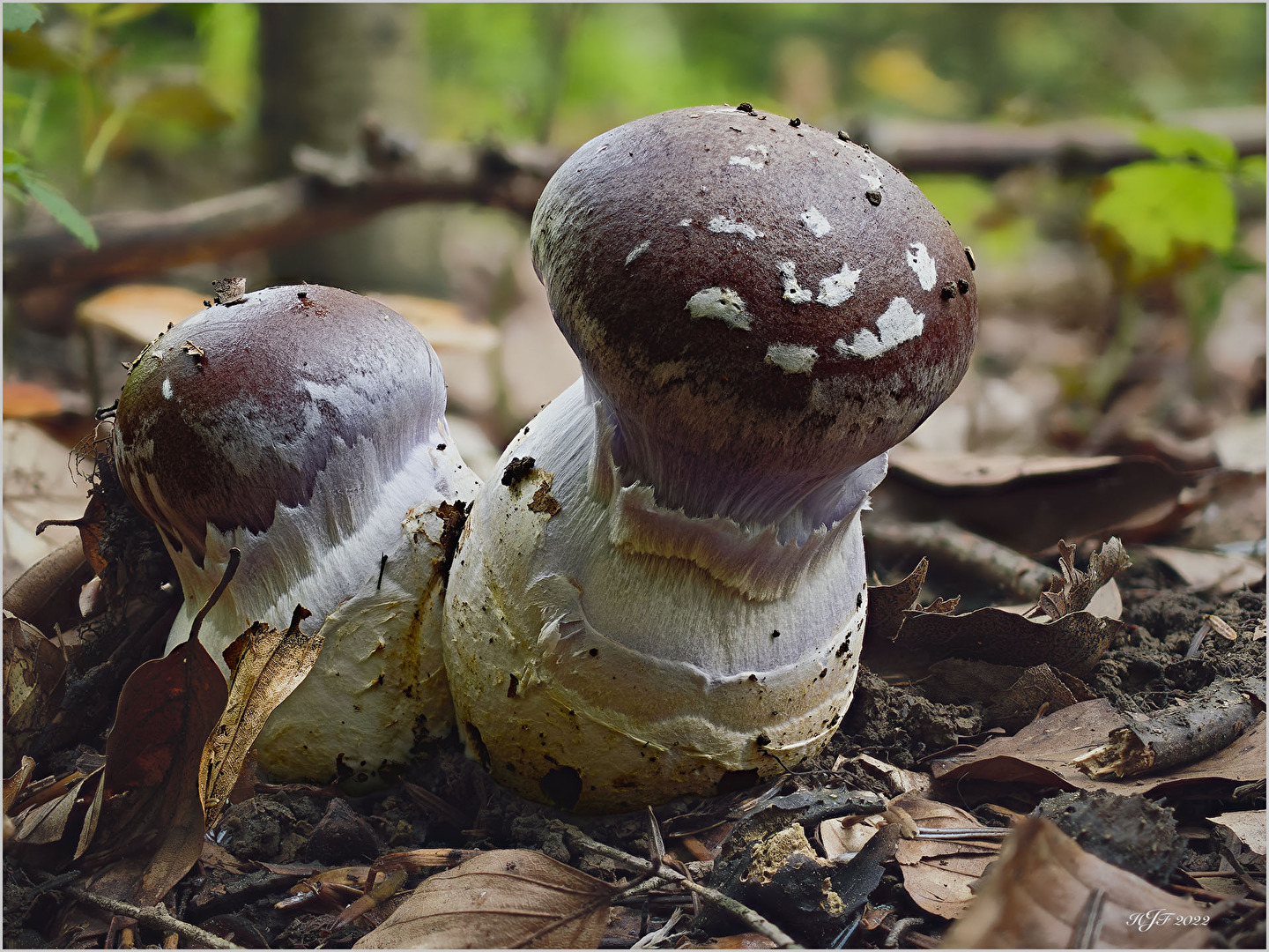 Schleiereule (Cortinarius praestans)