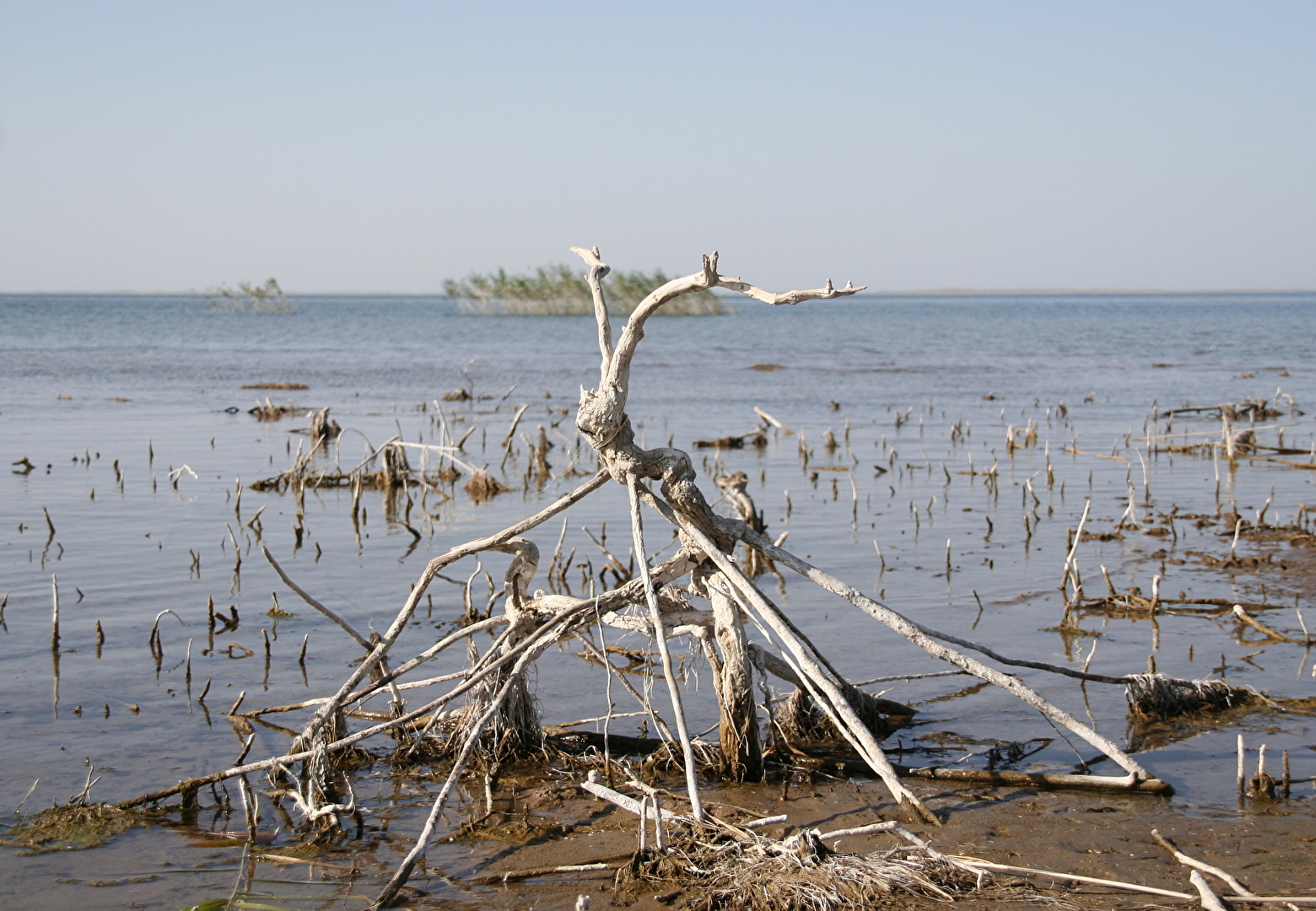 Der hölzerne Wasserläuferspinnenkäfer