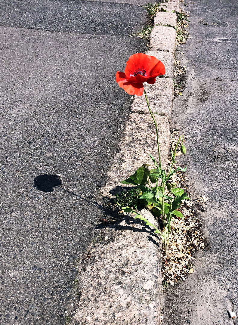 Einsam, aber tapfer und schön...