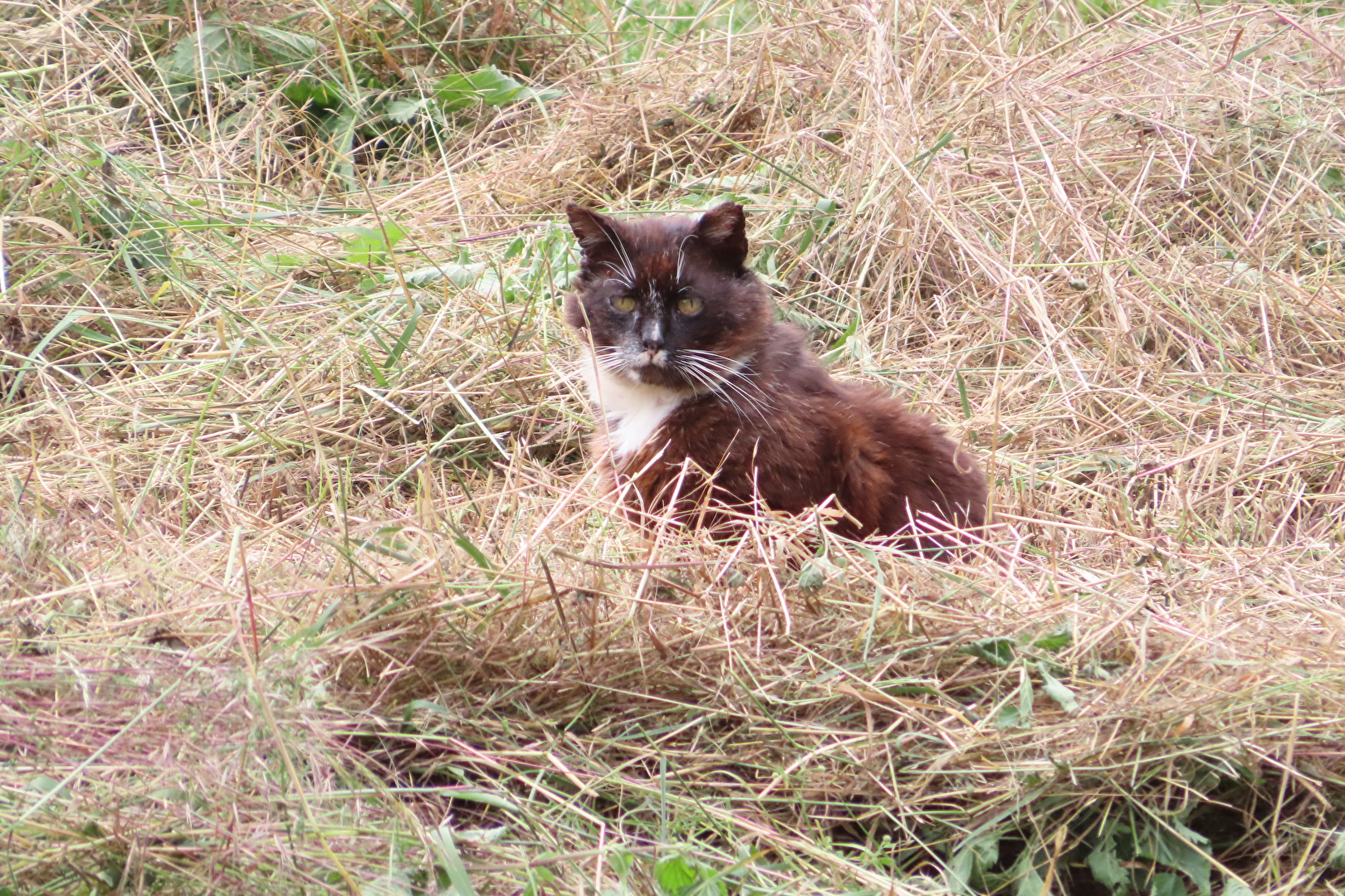 Die Katze im Heu