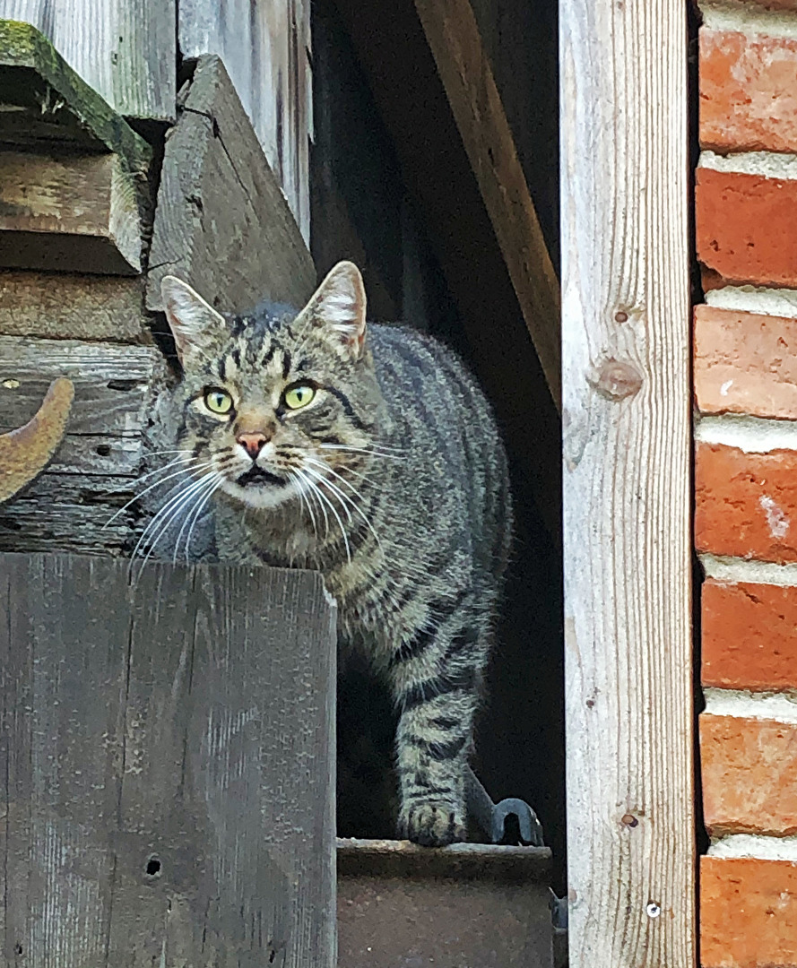Katze aus der Scheune