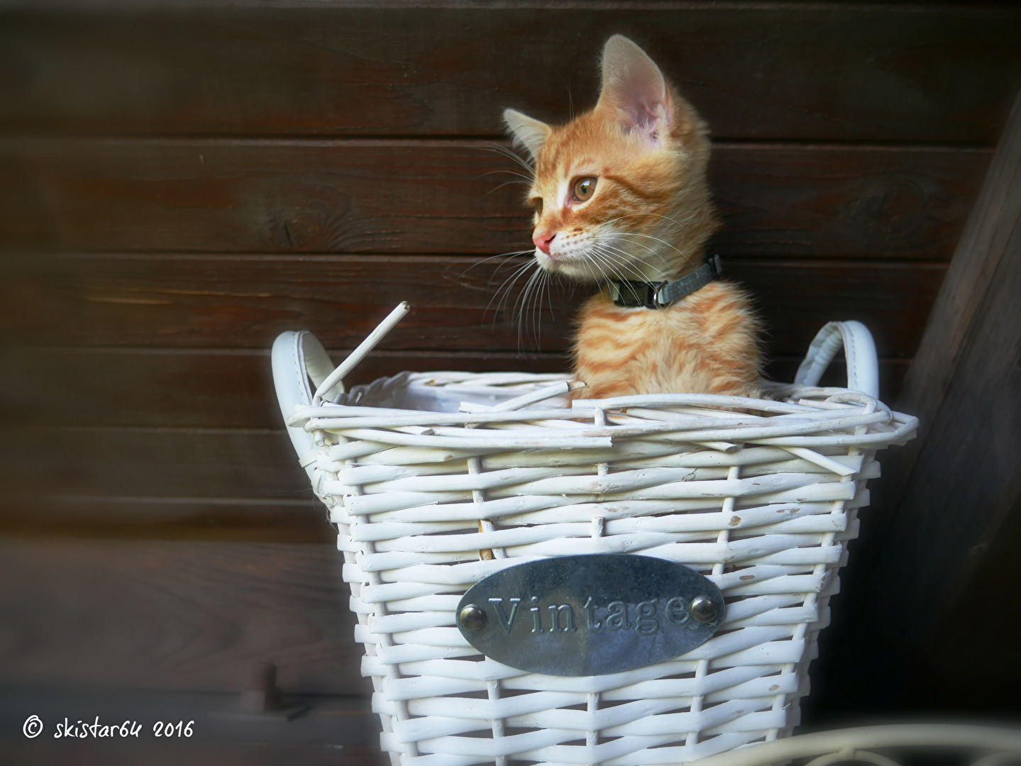 Kater Wally auf Entdeckungsreise