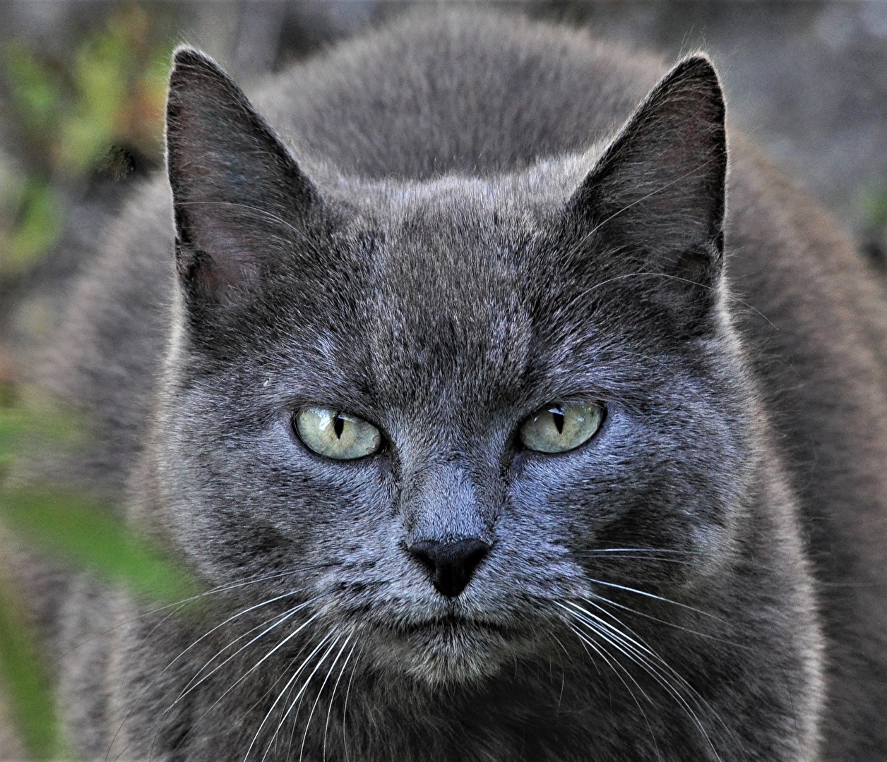 " Schau mir in die Augen ! "