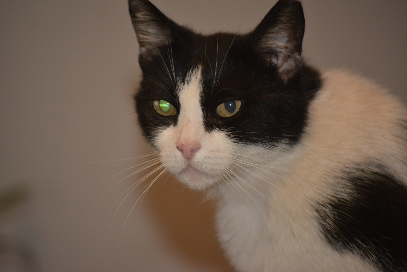 meine 20 Jahre alte Blacky