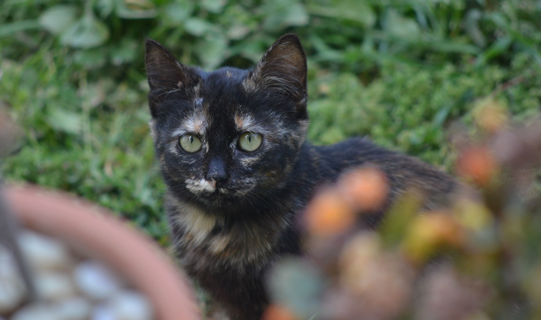 Katzen