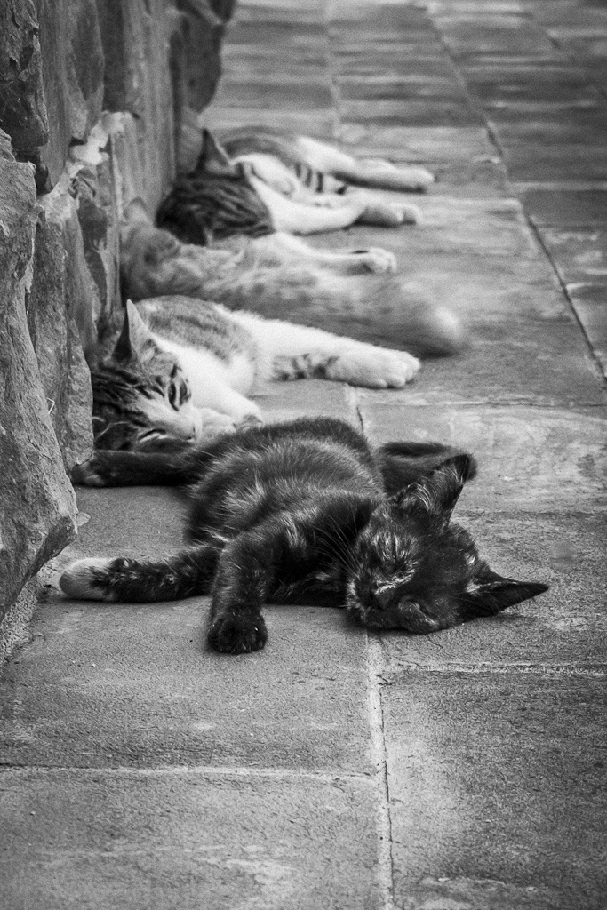 Wenn der Katzennachwuchs vor lauter Hitze die Segel streicht