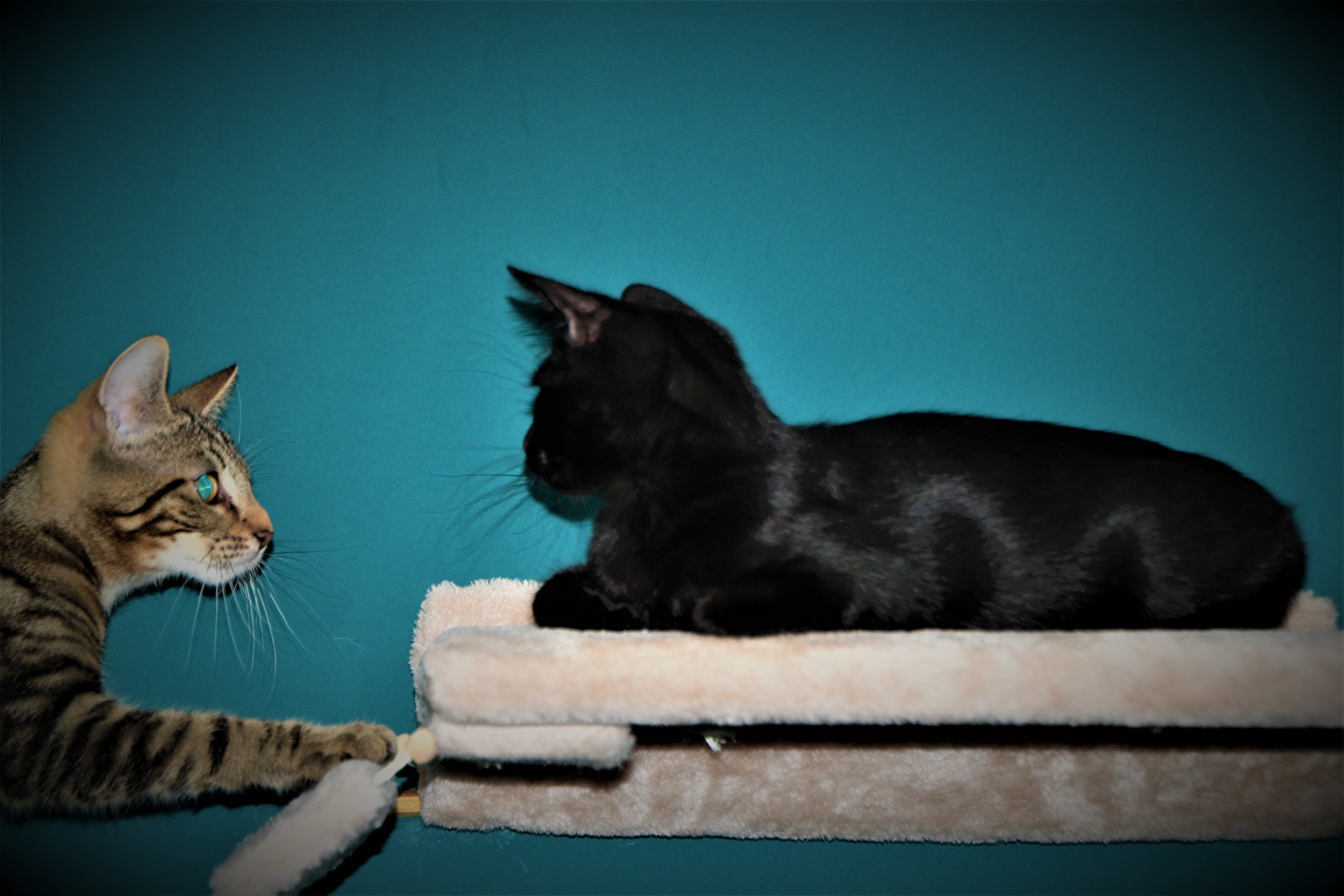 Prinz Akimo und Prinzessin Vaiana