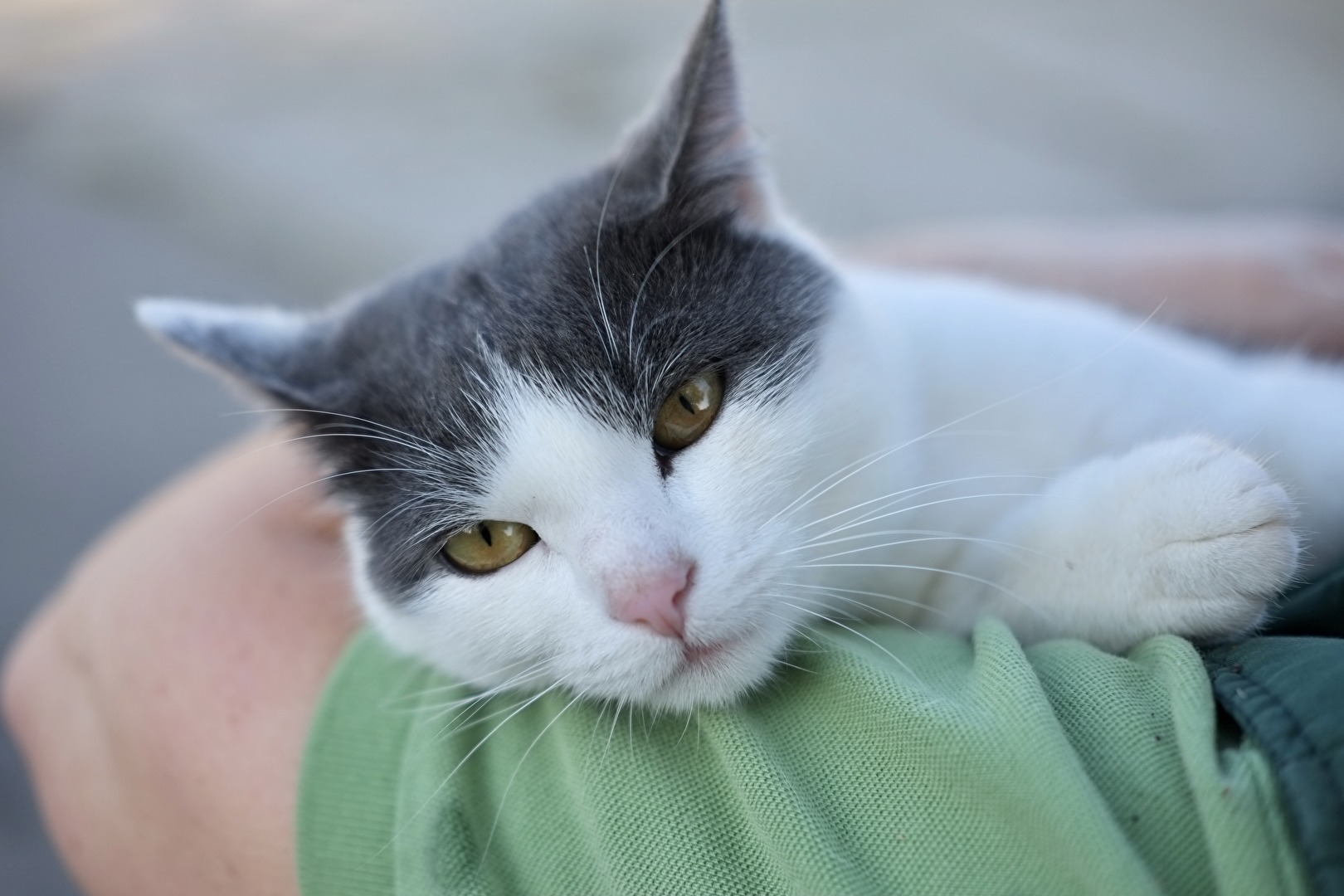 Ich kann kein Wässerchen trüben.