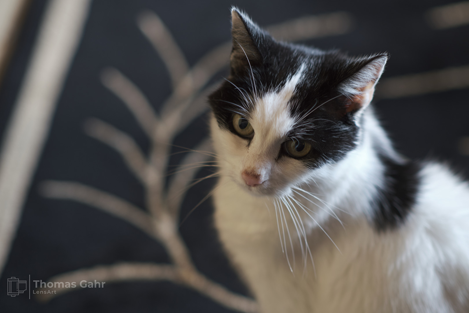 Der Katzer mit der Soßennase