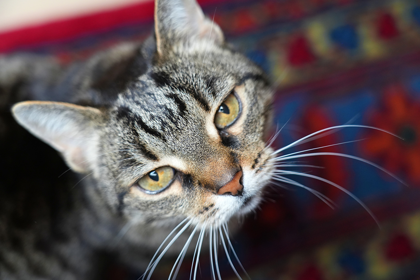 Mein Lieblingsmodel Lilli für meine "Neue"