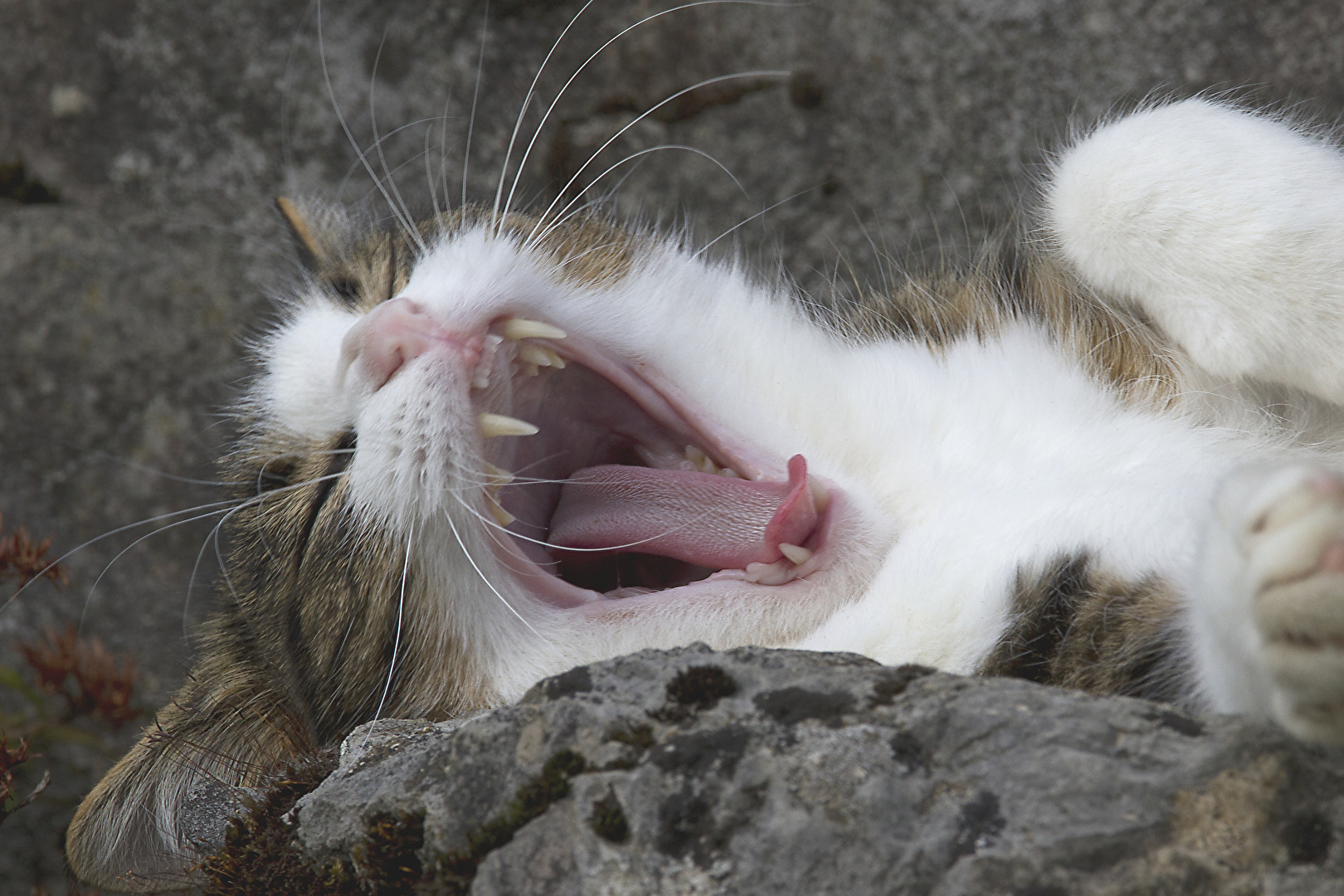 Katzen