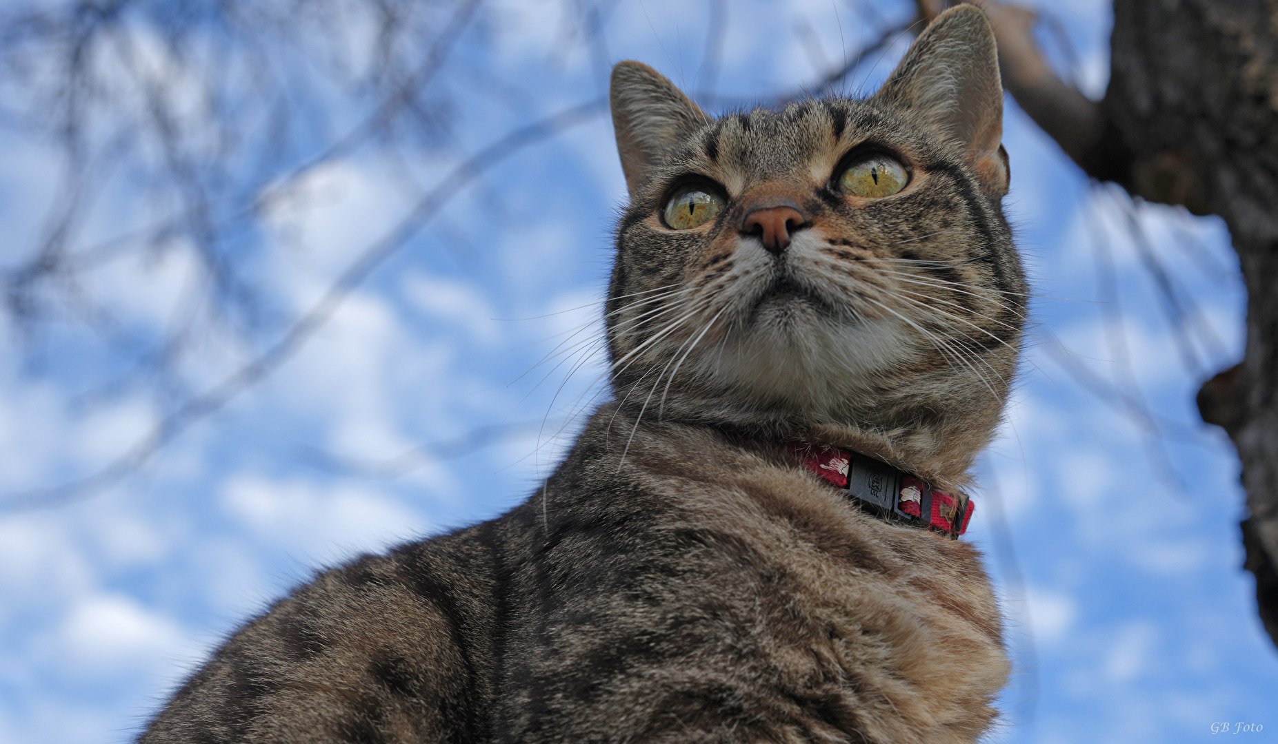 Katzenportrait mit dem Viltrox 50mm 1,8