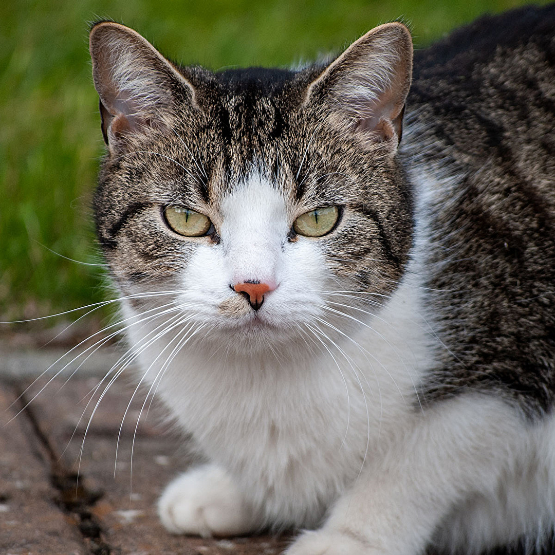 Nachbars Katze