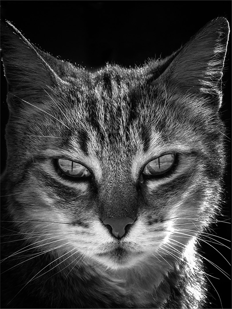 Katzenportrait