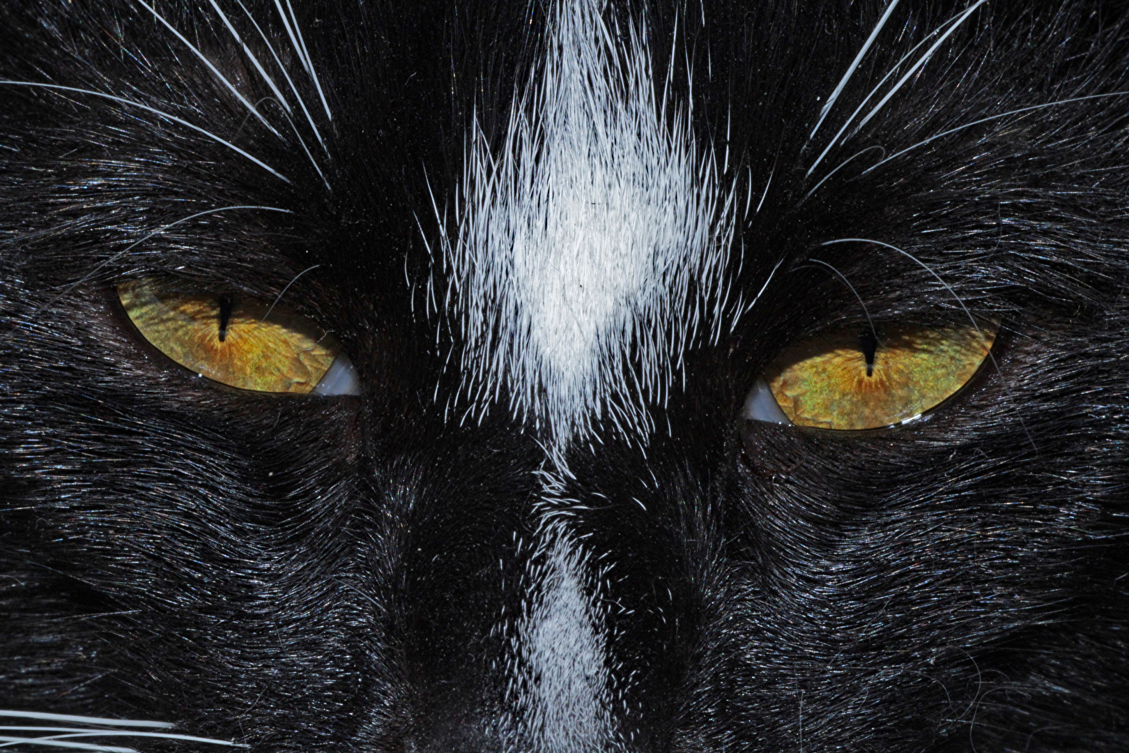 the eyes of the tiger