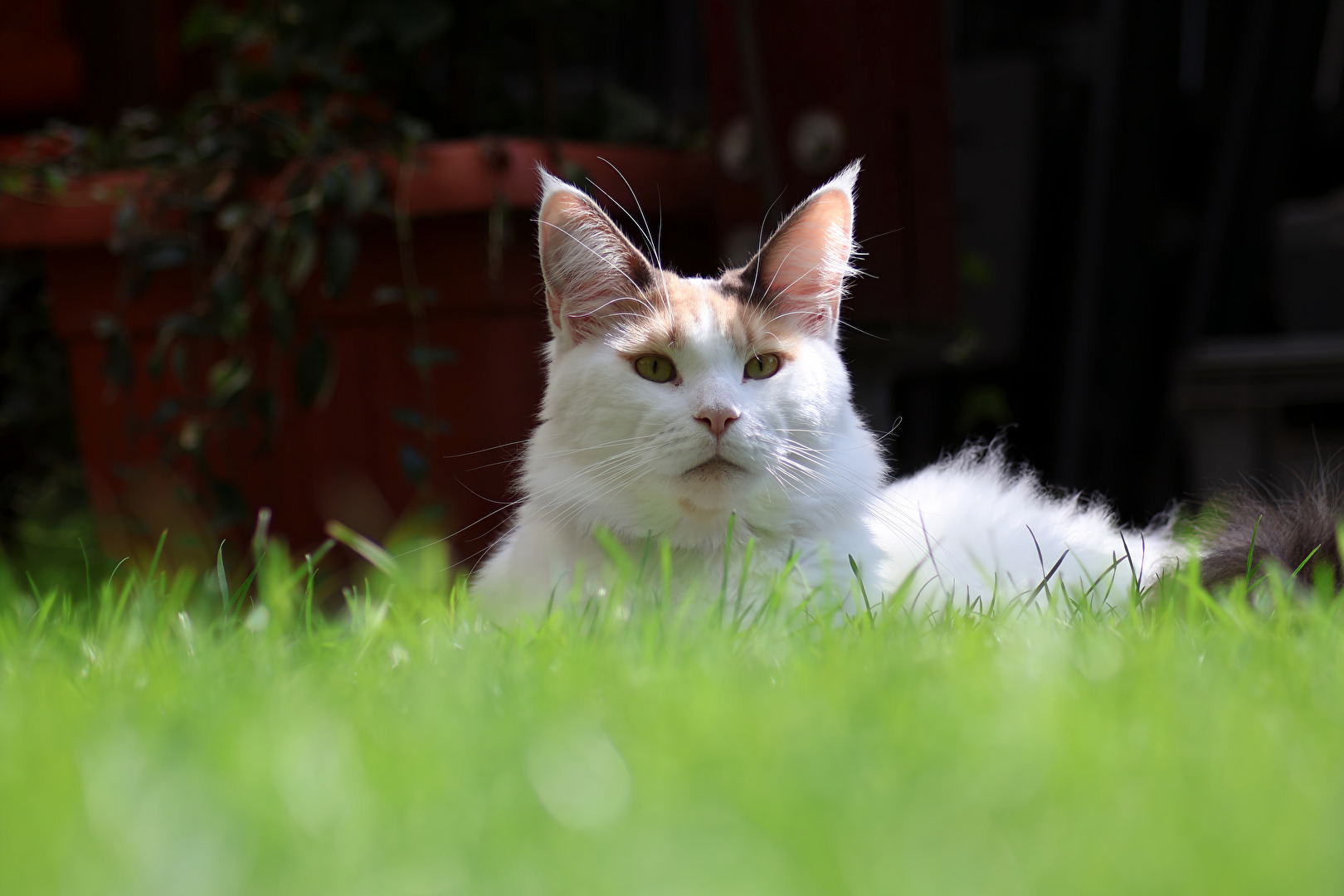 Ruhiger Nachmittag im Gras