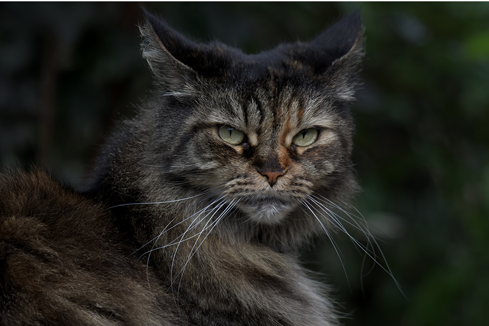 Mia eine von unseren 7 Maine Coon Katzen