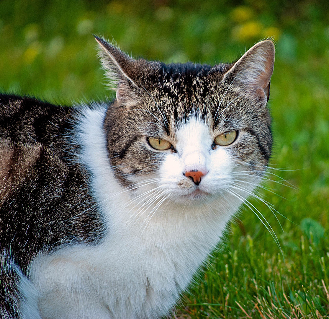 Nachbars Katze...