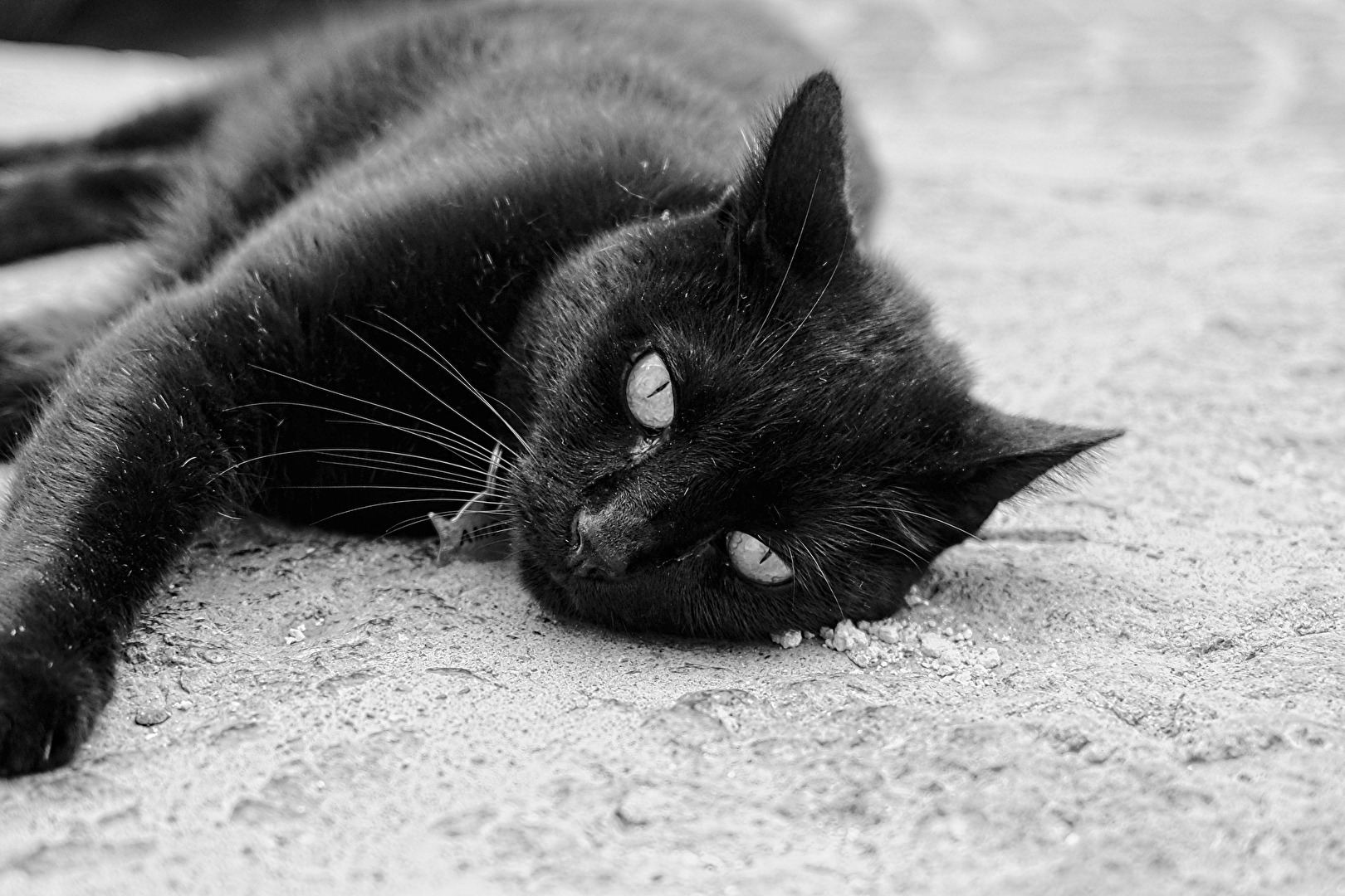 #schwarz (er) Strassentiger*in