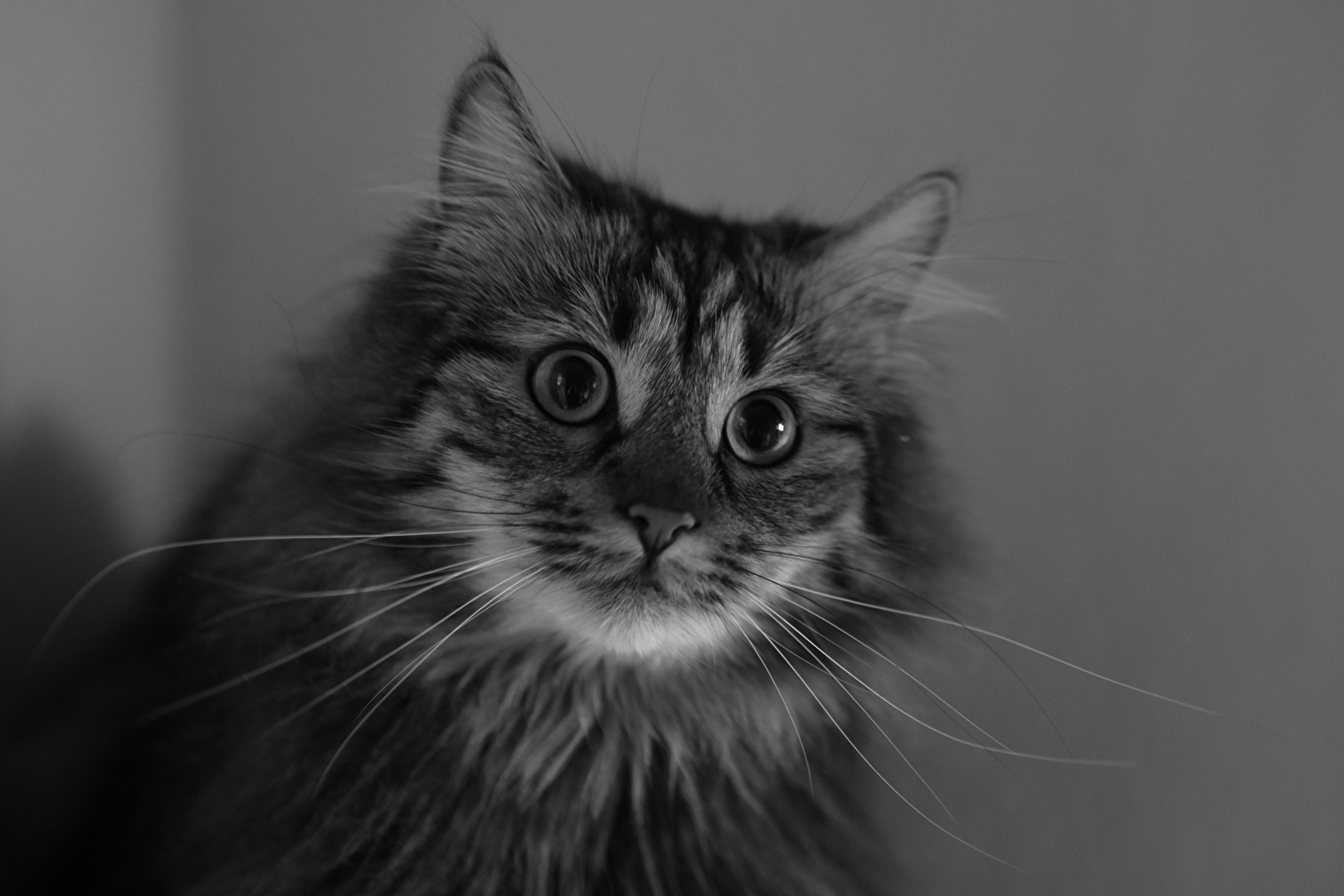 Katzen
