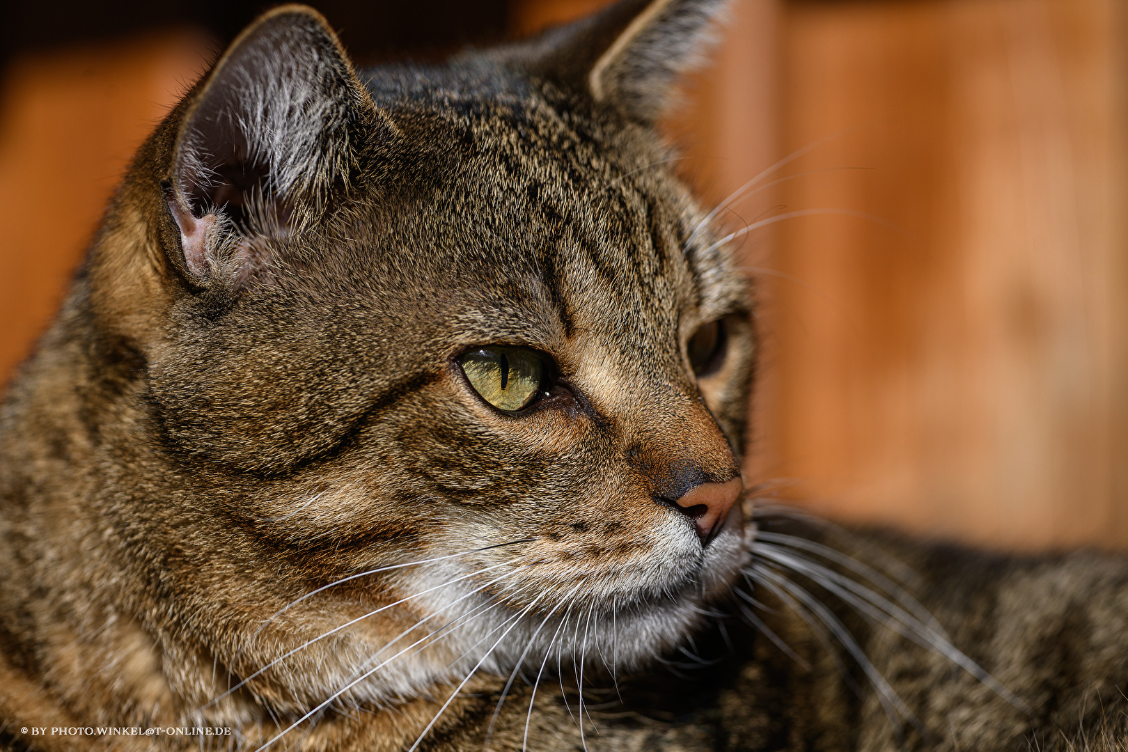 Katze Nr.1