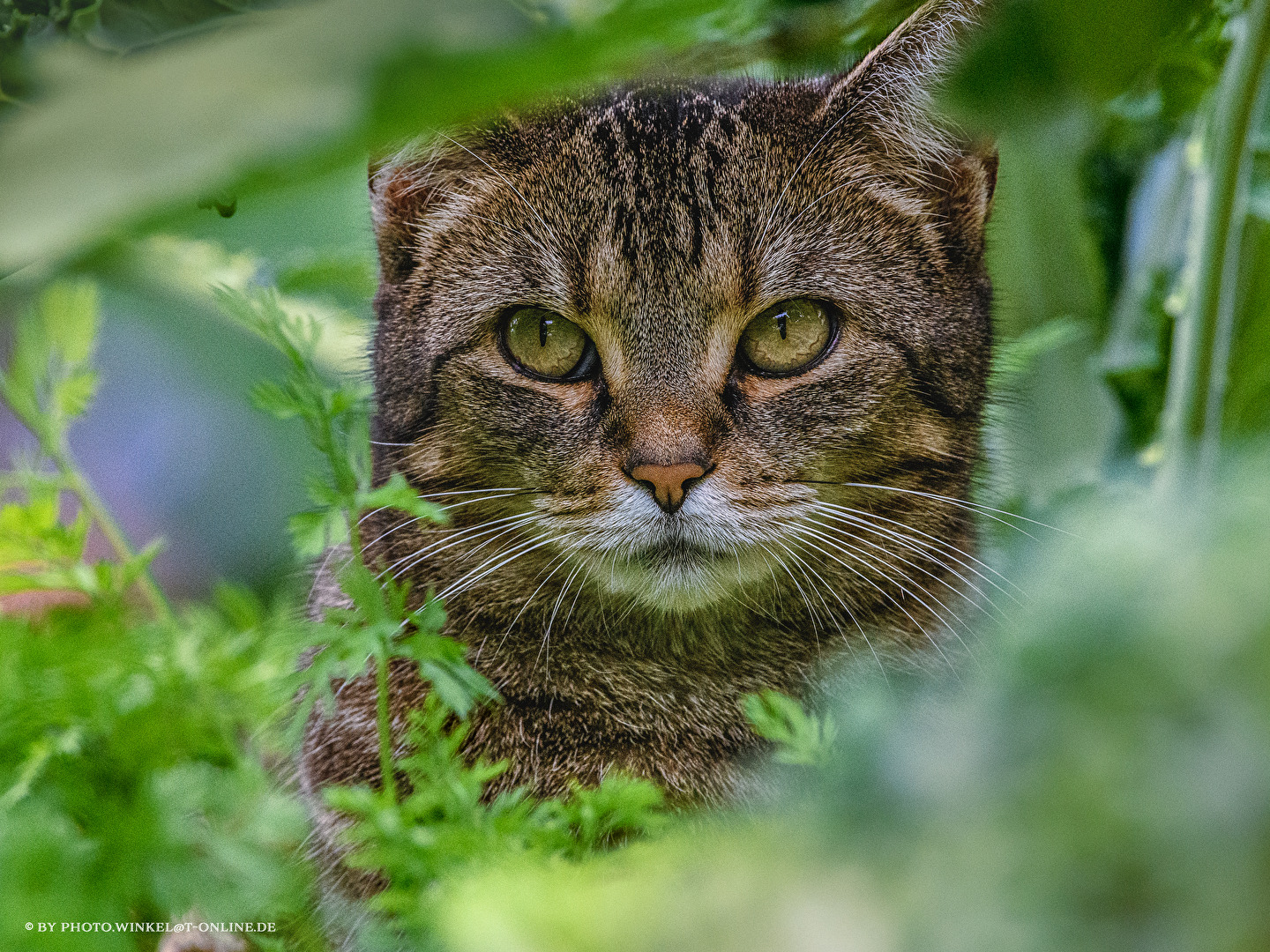 Katze Nr.2