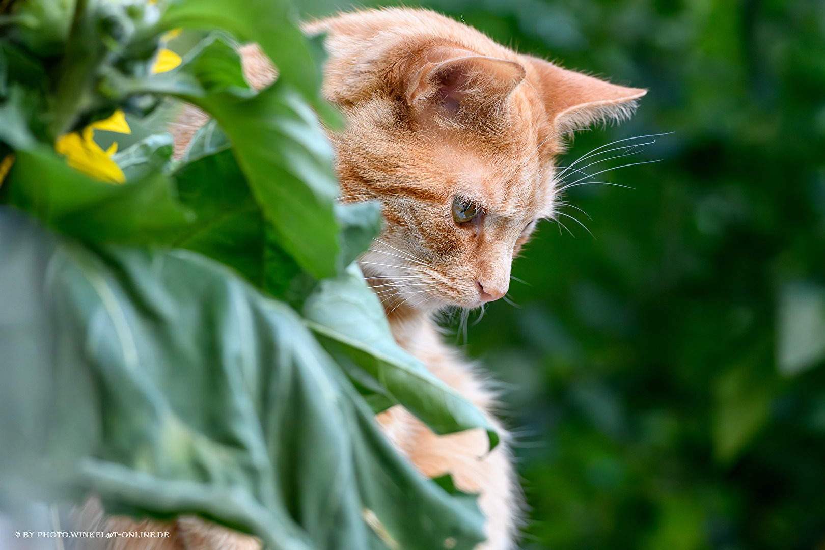 Katze Nr.3