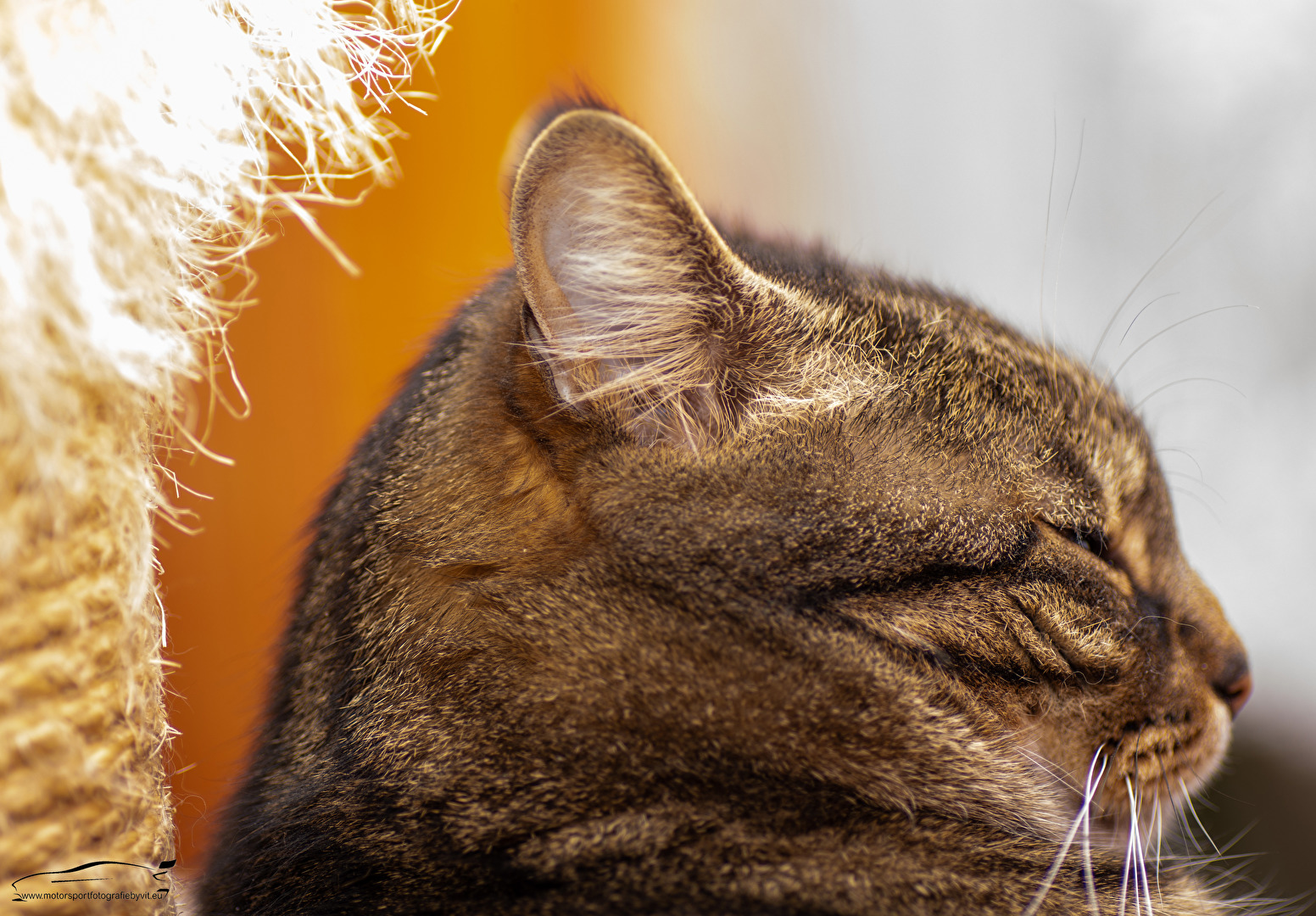 Kratzbürste "Poussy" Part 3