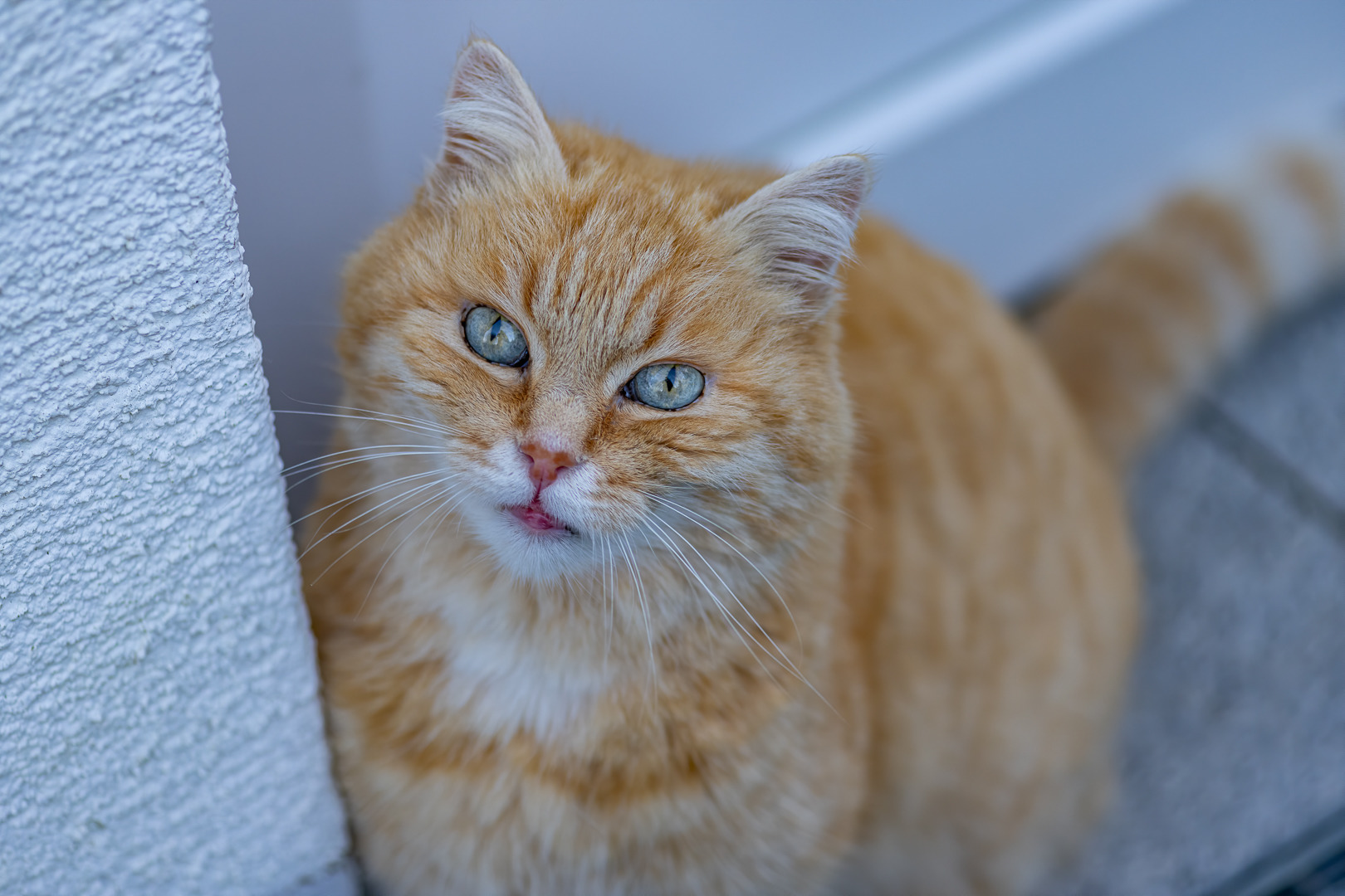 "Raubkatzenportrait"