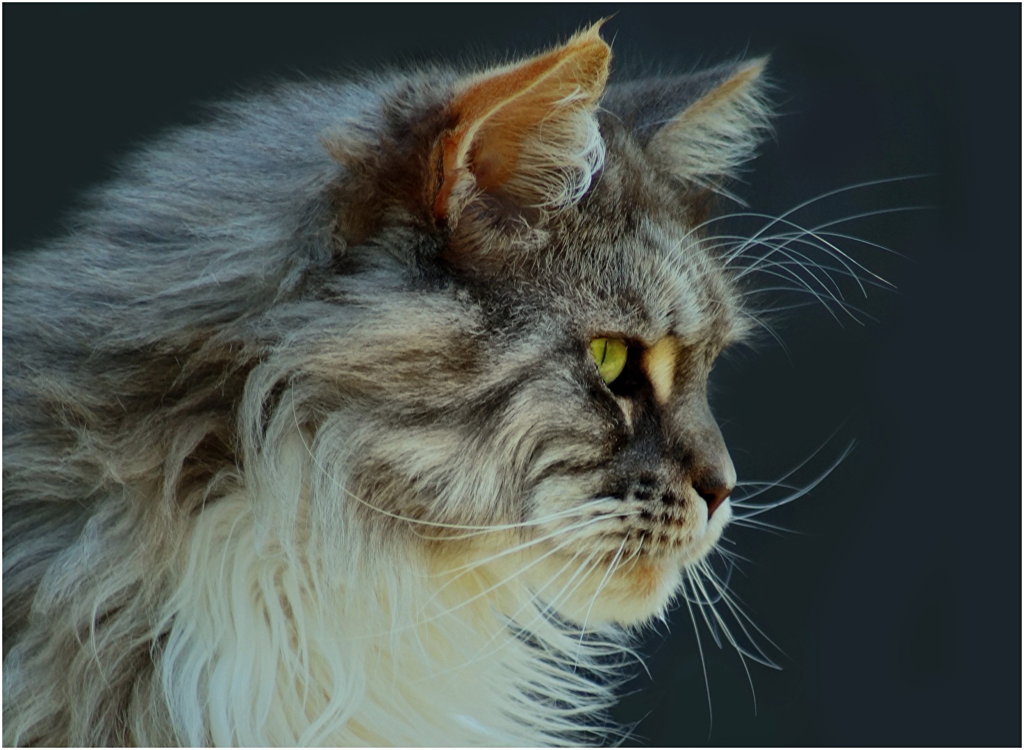 Felix der Hochstapler