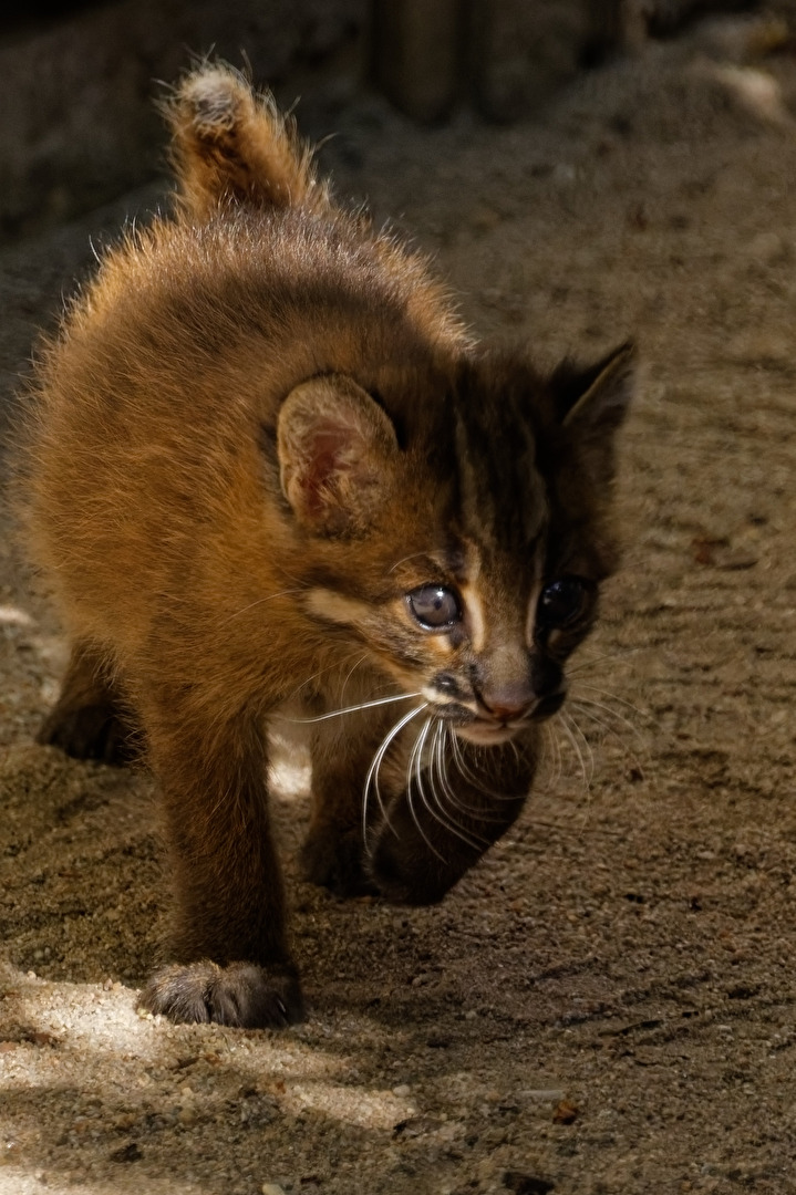 junge Goldkatze