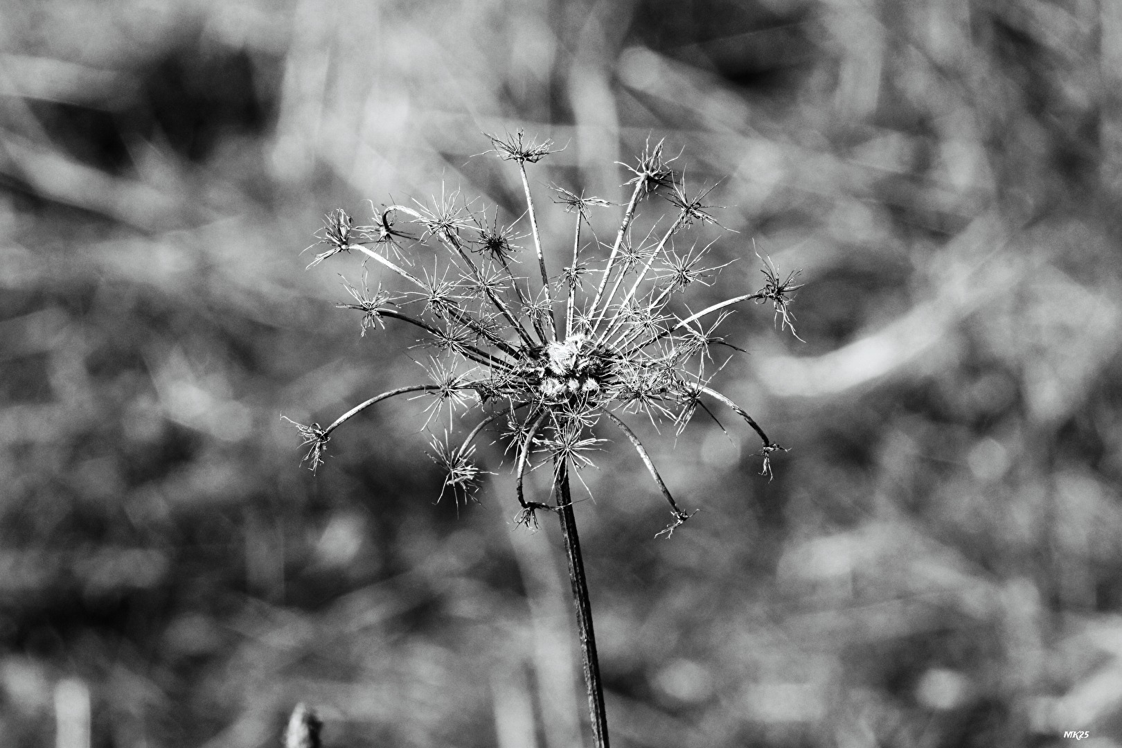 Einfach Distel