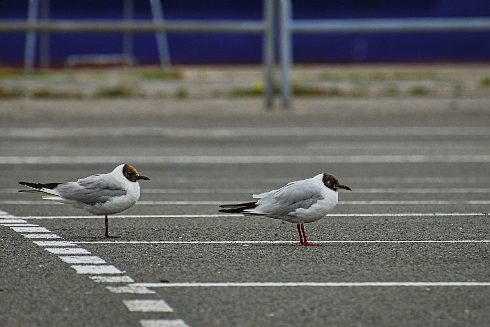 Einordnungsspur 23 und 24