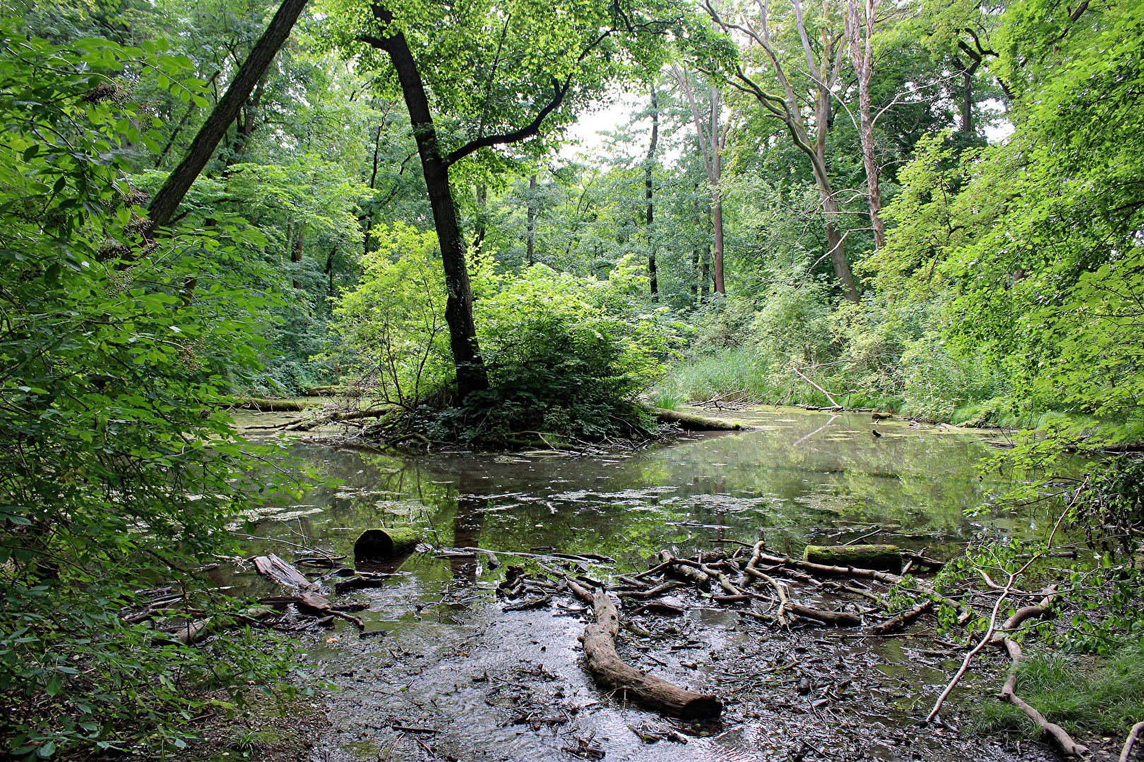 An der kleinen Saale (4)