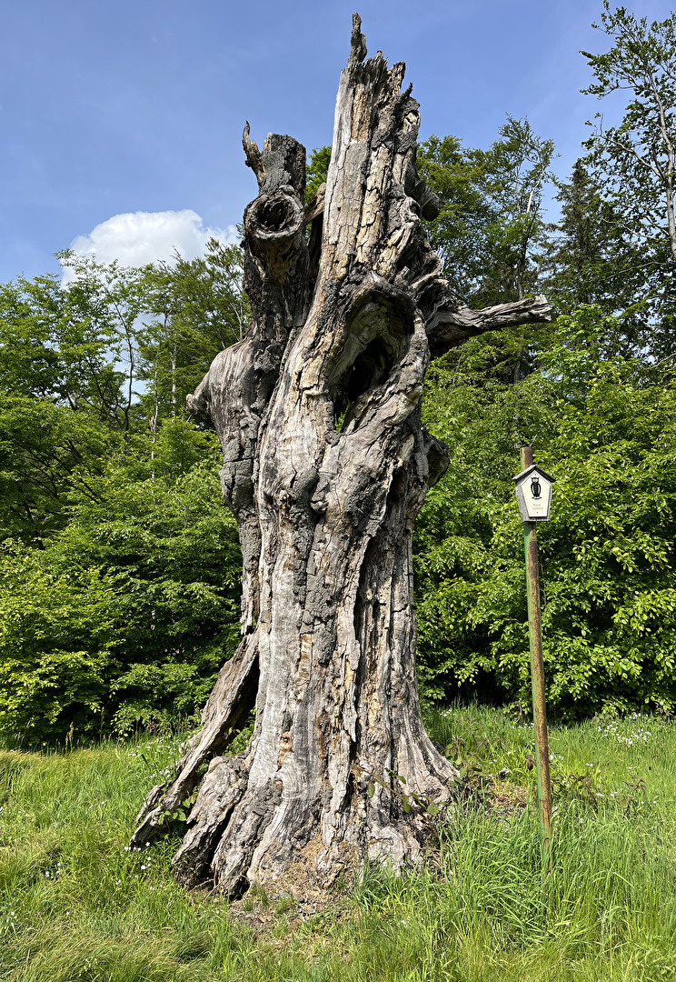 Schillerbuche bei Meiningen