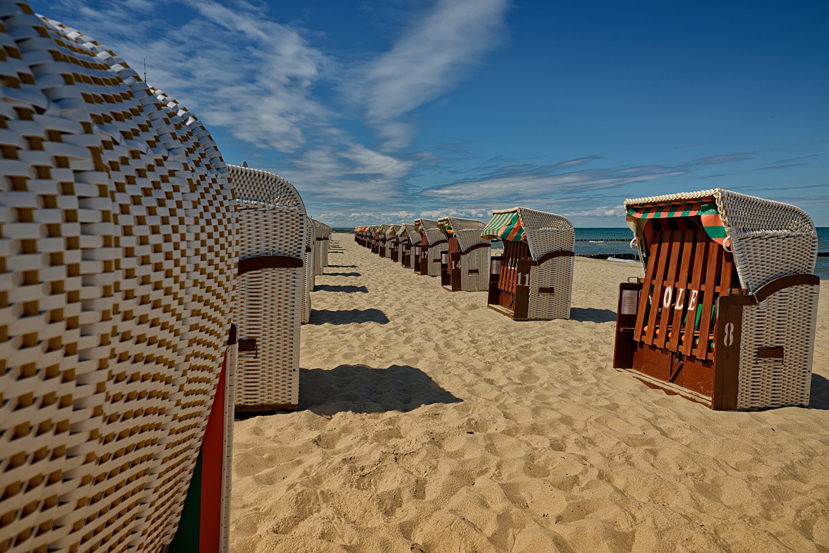 Gattung der Korbblütler