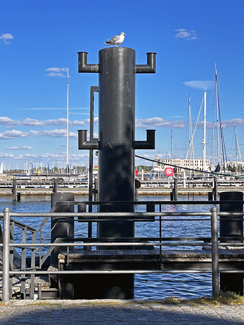 Die Möwe hat die Übersicht…