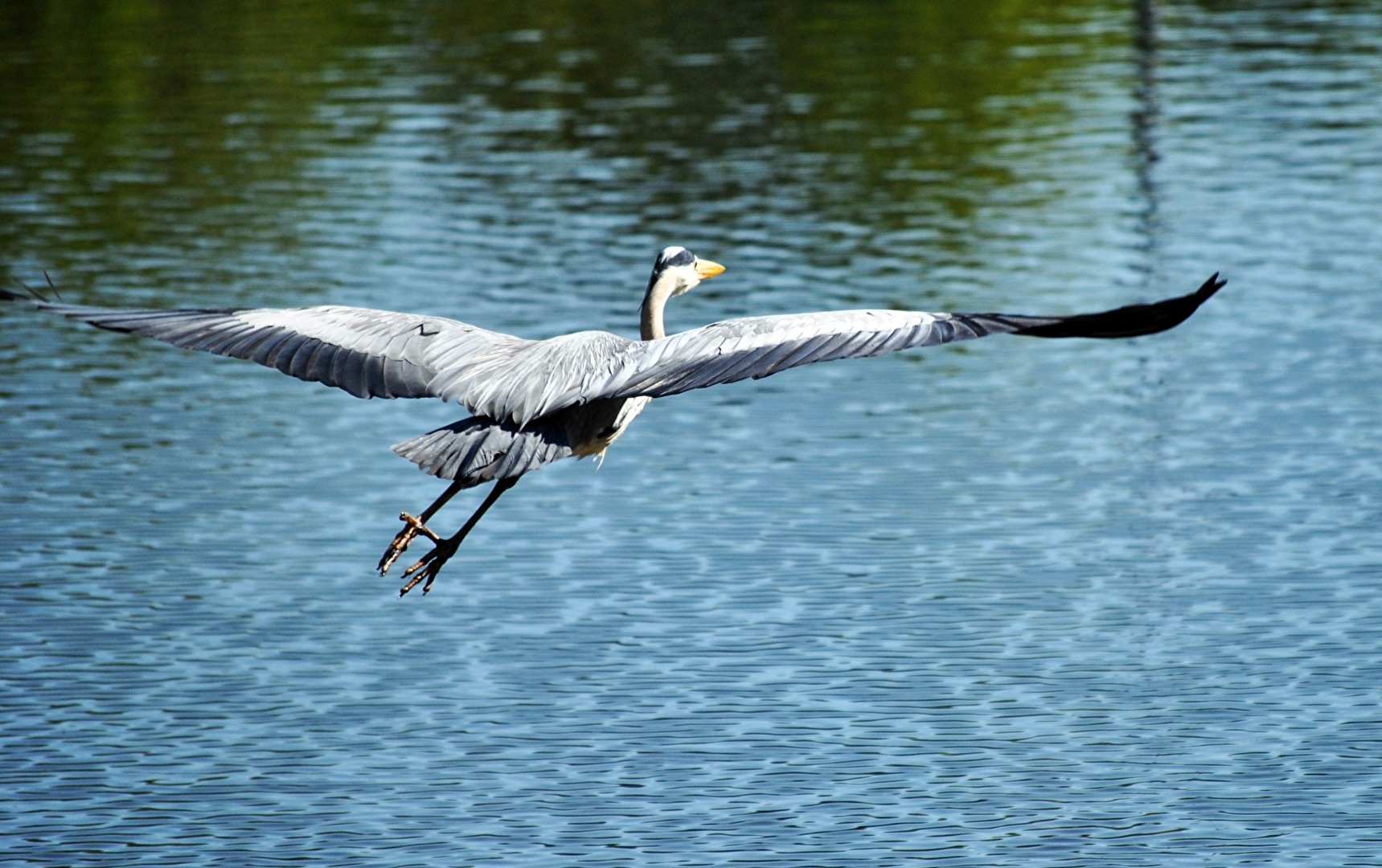 Grauhreiher im Fluge