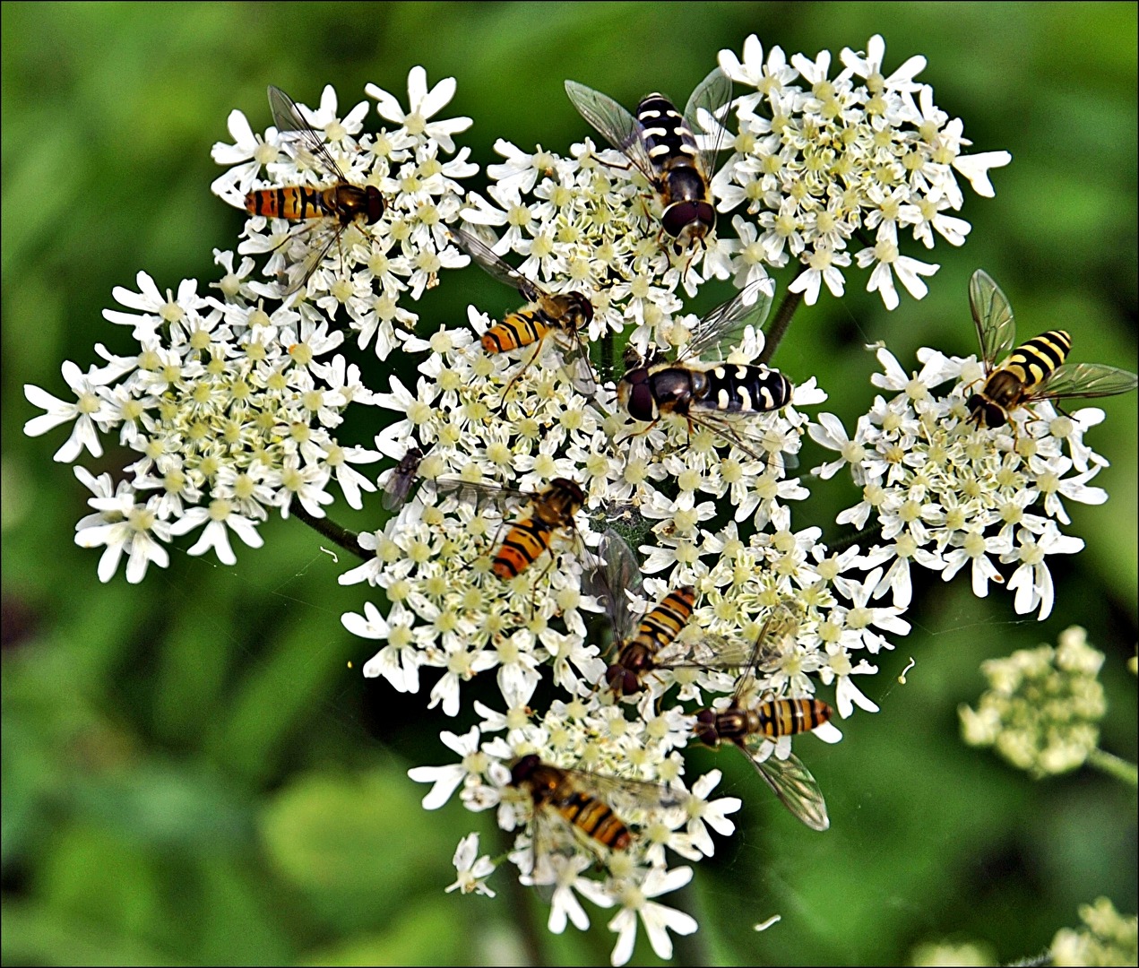 Insektenversammlung