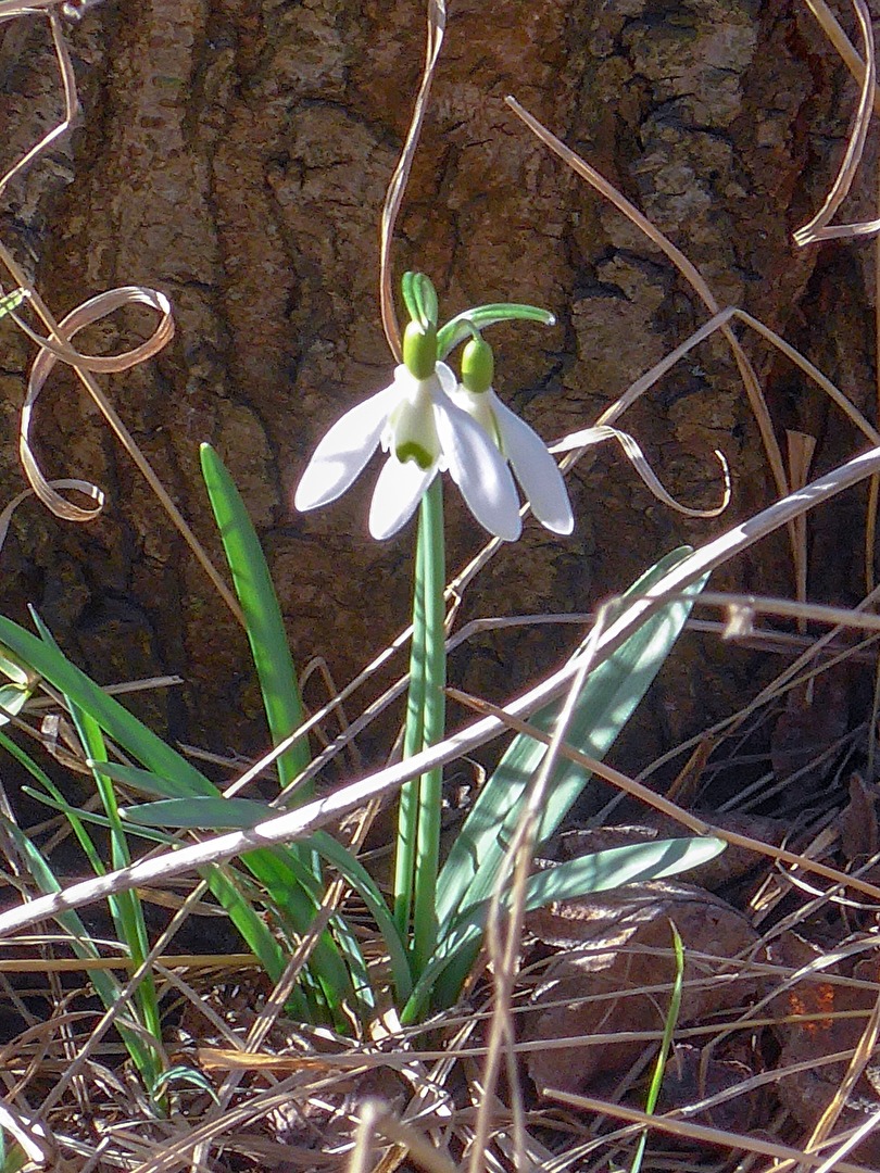 Schneeglöckchen