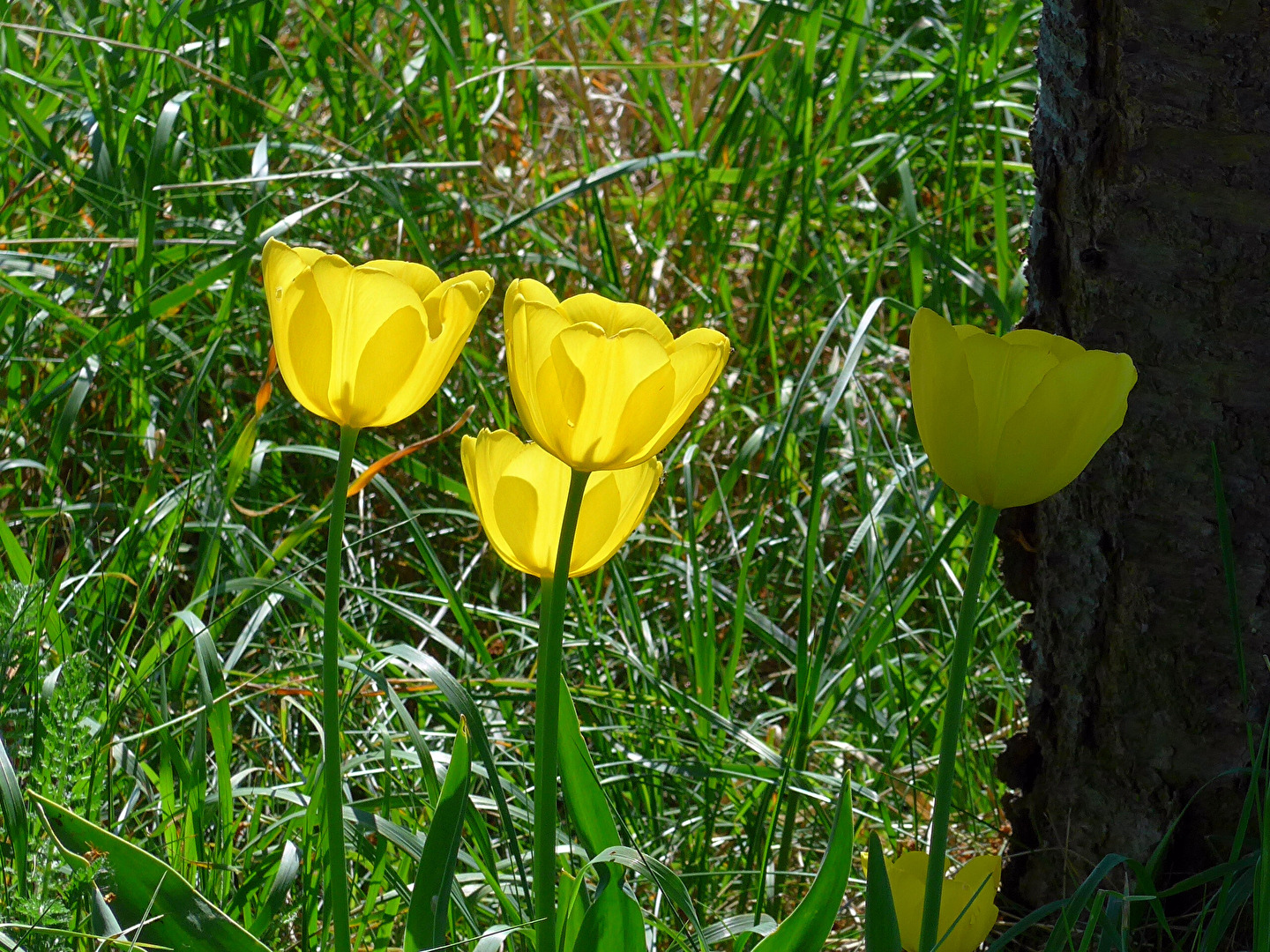 Tulpen
