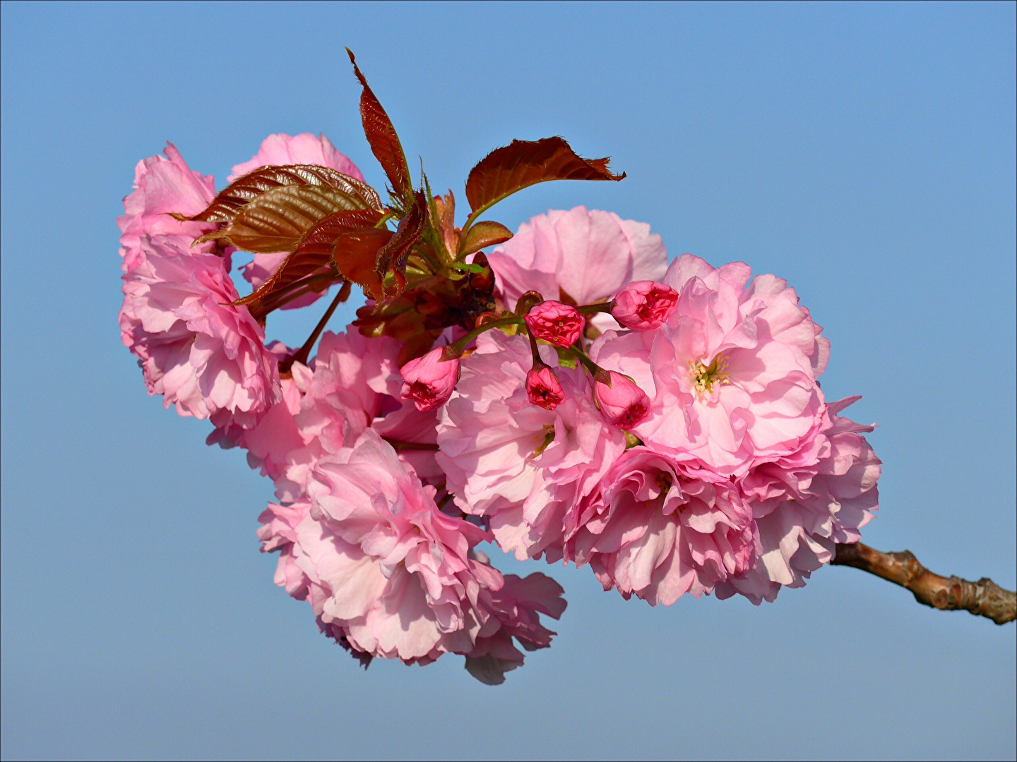 Blüte und Neutriebe