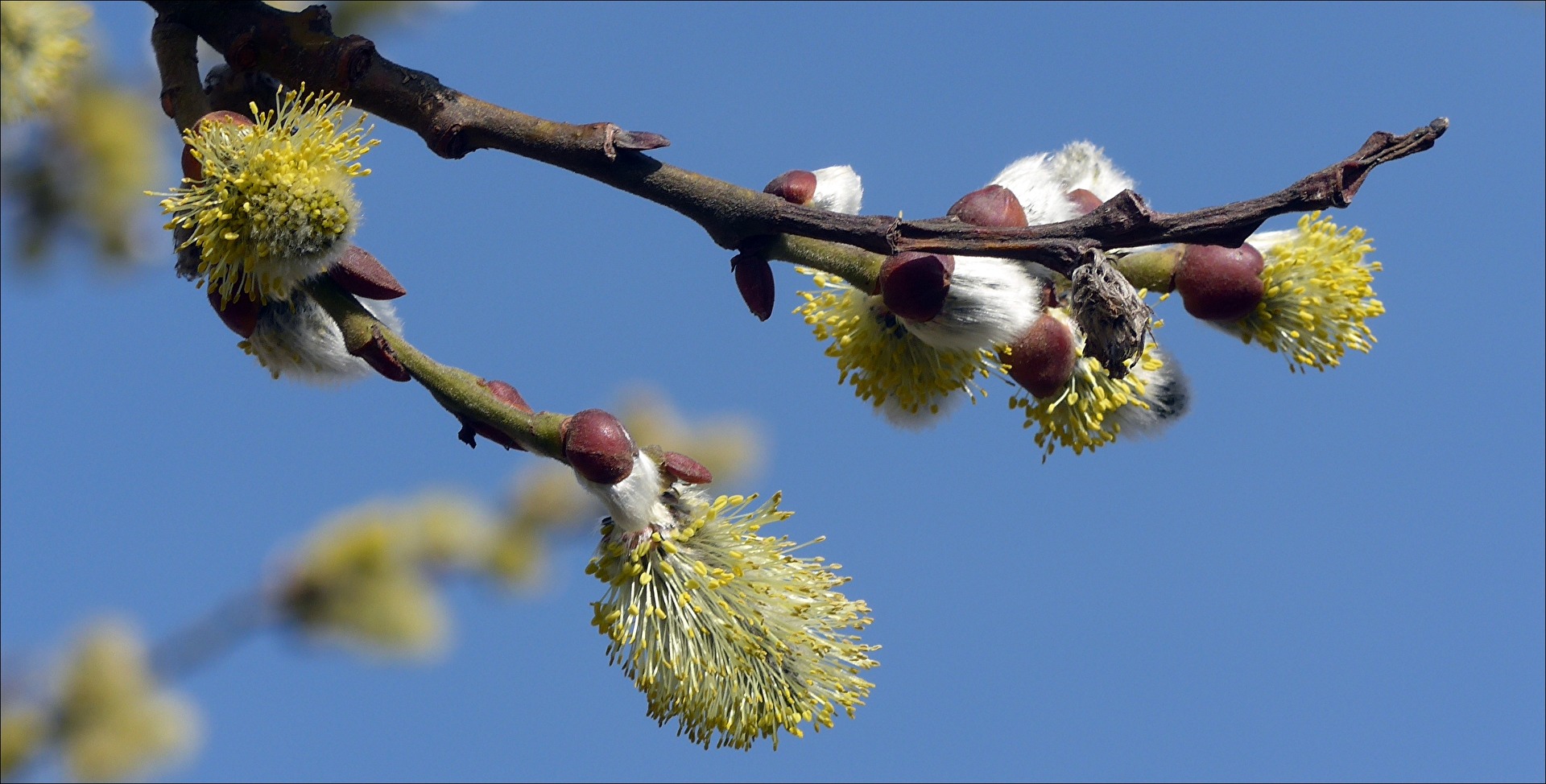 Weidenkätzchen