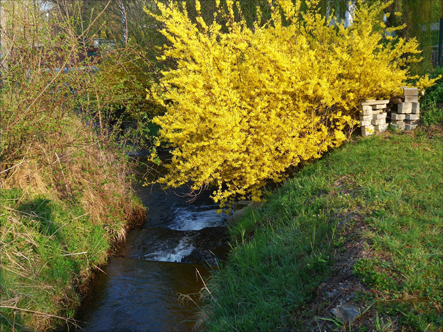 blühender Forsythienstrauch