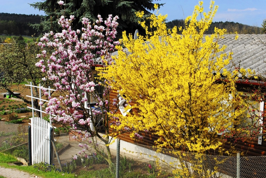 blühender Tulpenbaum und Forsythienstrauch