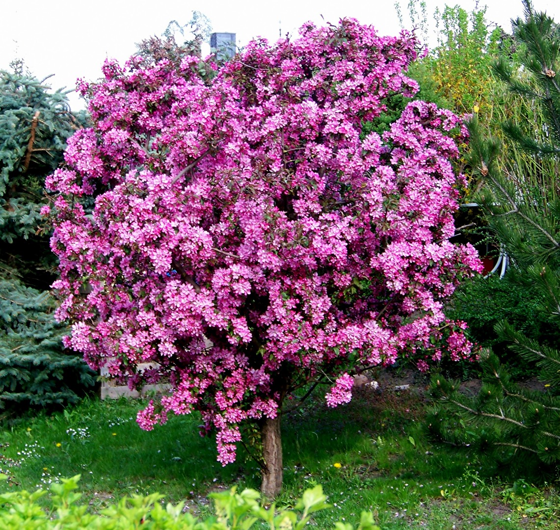 blühendes Bäumchen